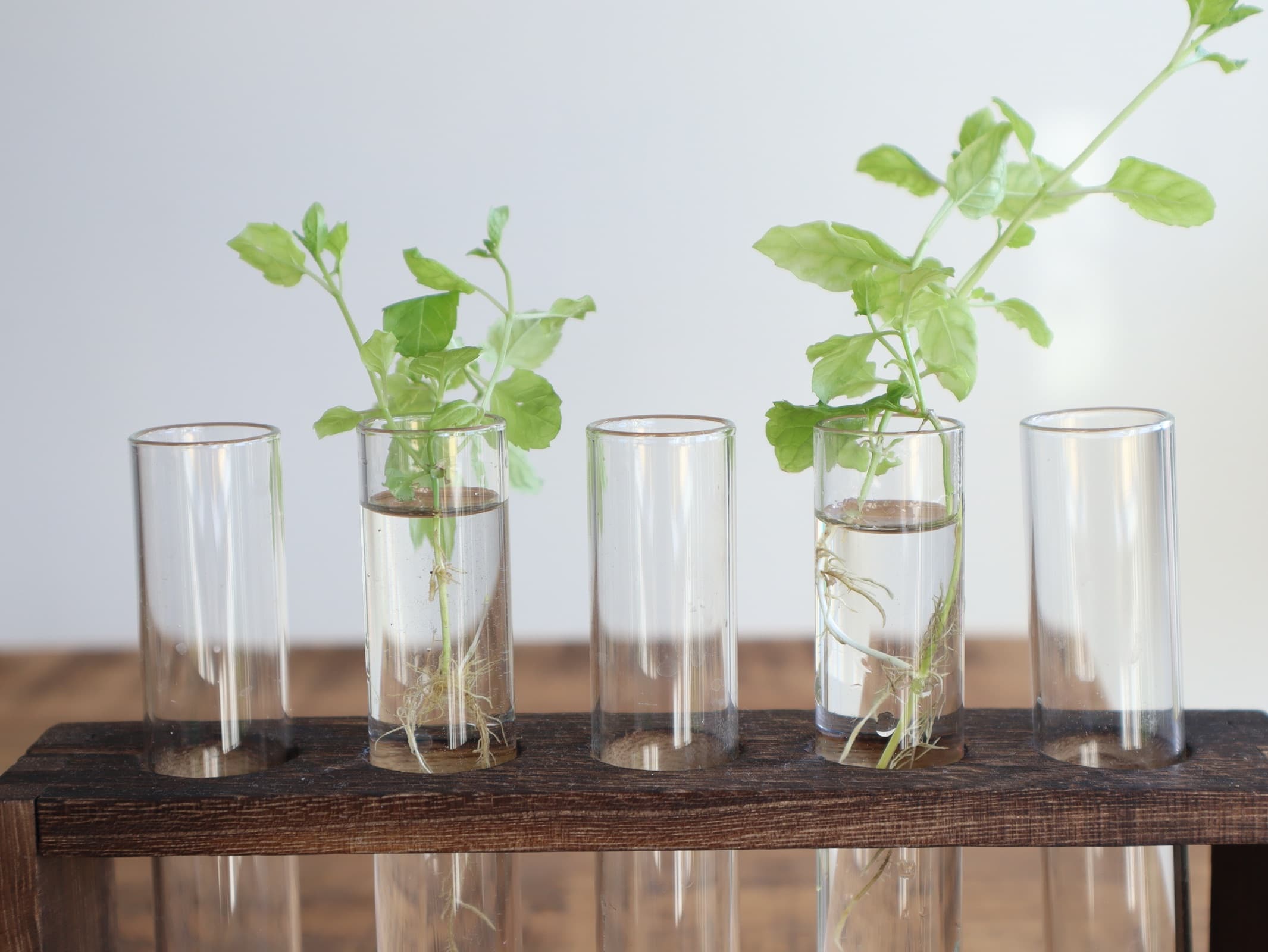 mint cuttings propagating in test tubes