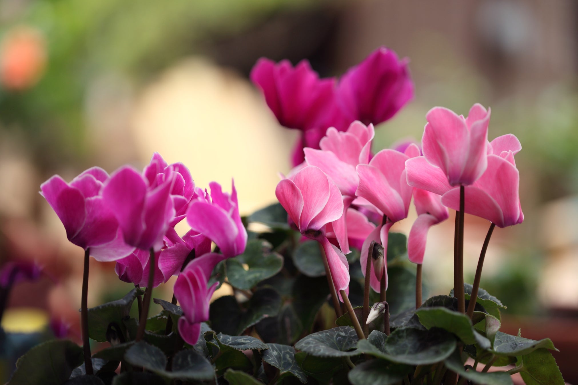 pink and purple flowering cyclamen growing in clusters next to each other outside