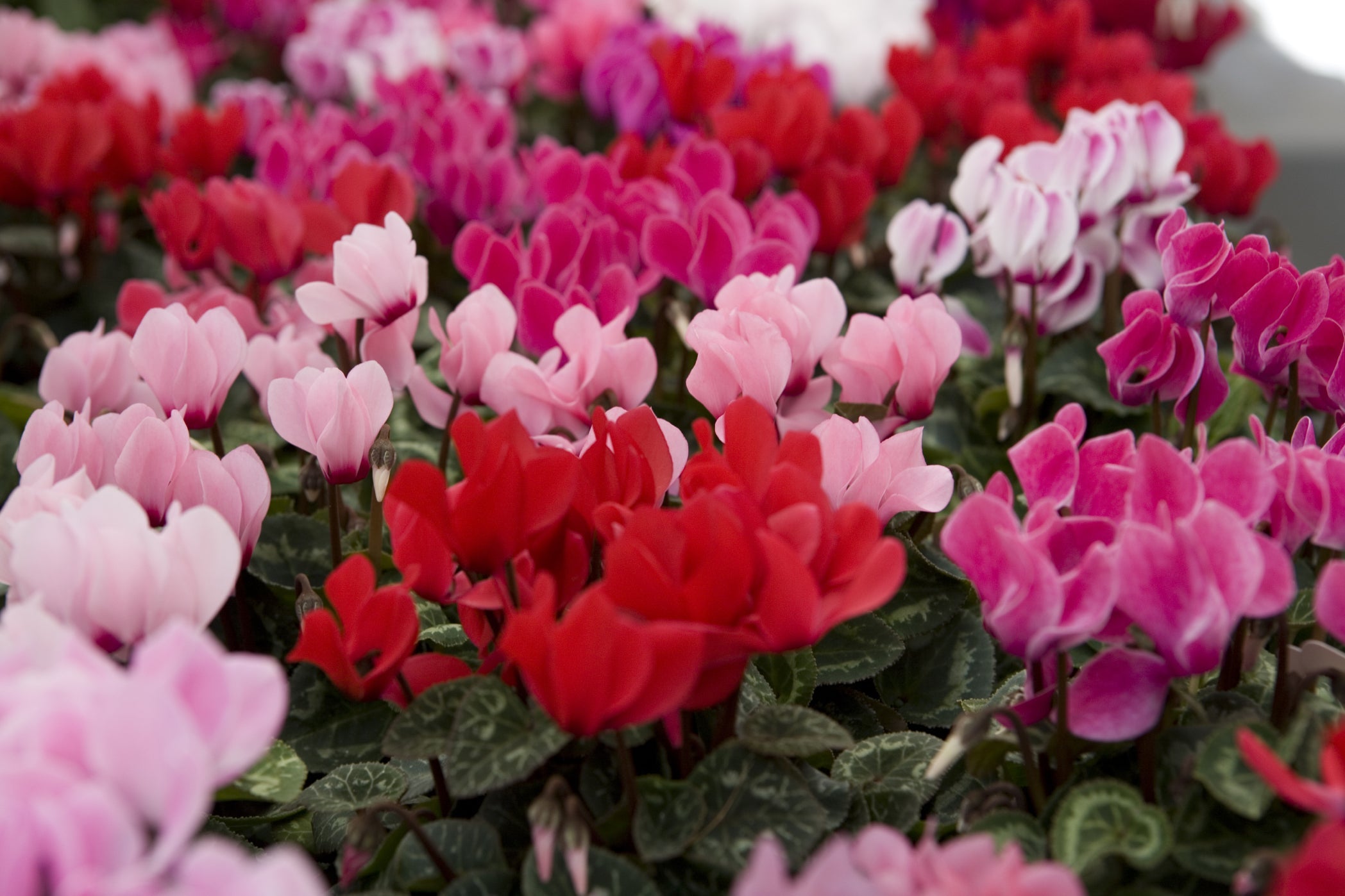 pink, red and purple flowering cyclamen plants groiwng next to each other