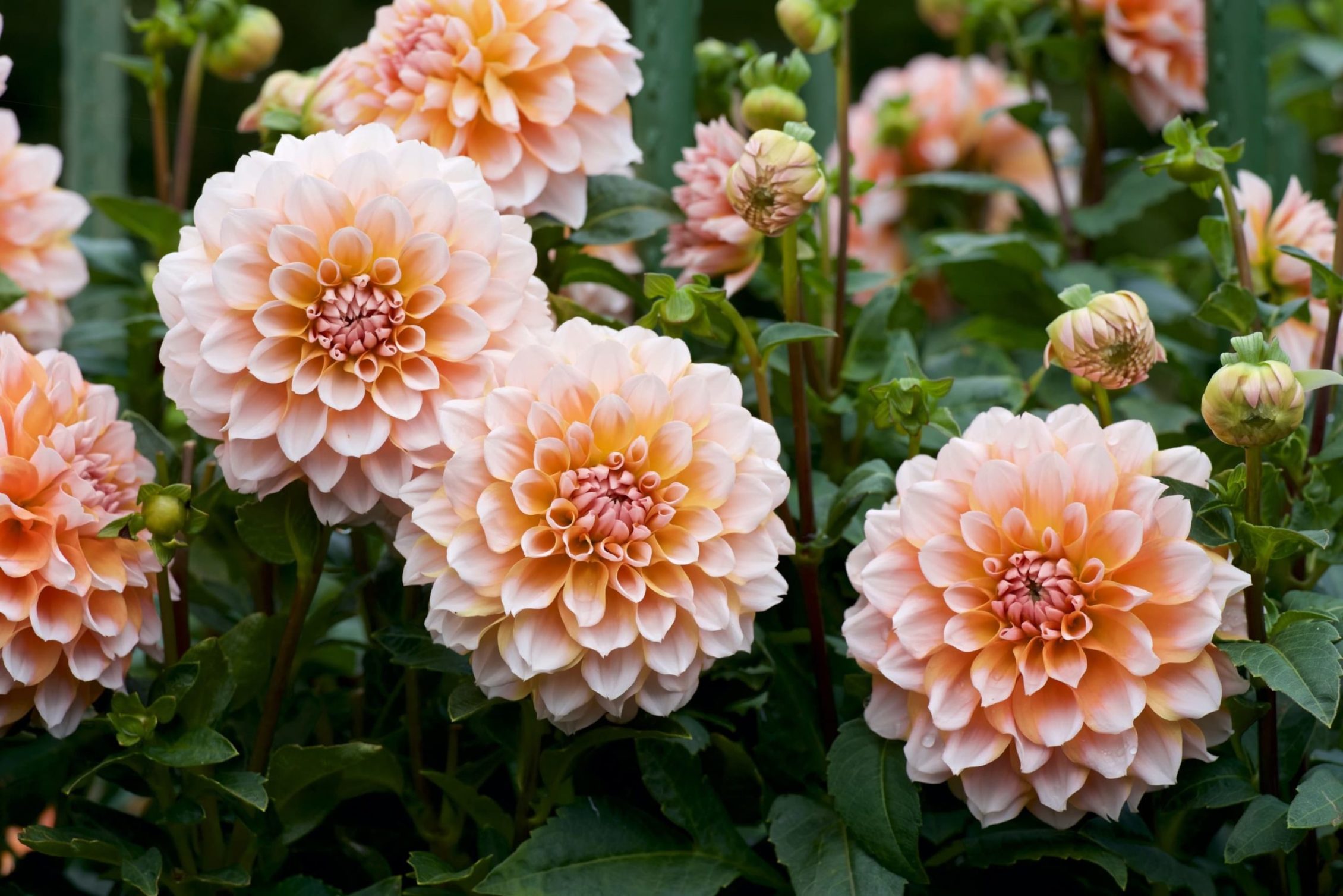 beautiful orange dahlia flowers in a garden