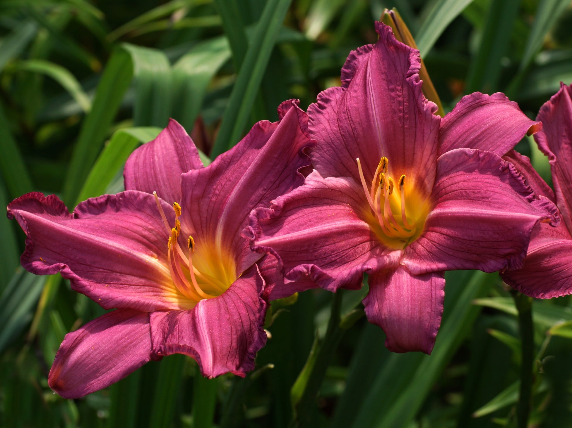 close-up of two pink daylily flowers with yellow centres growing outdoors