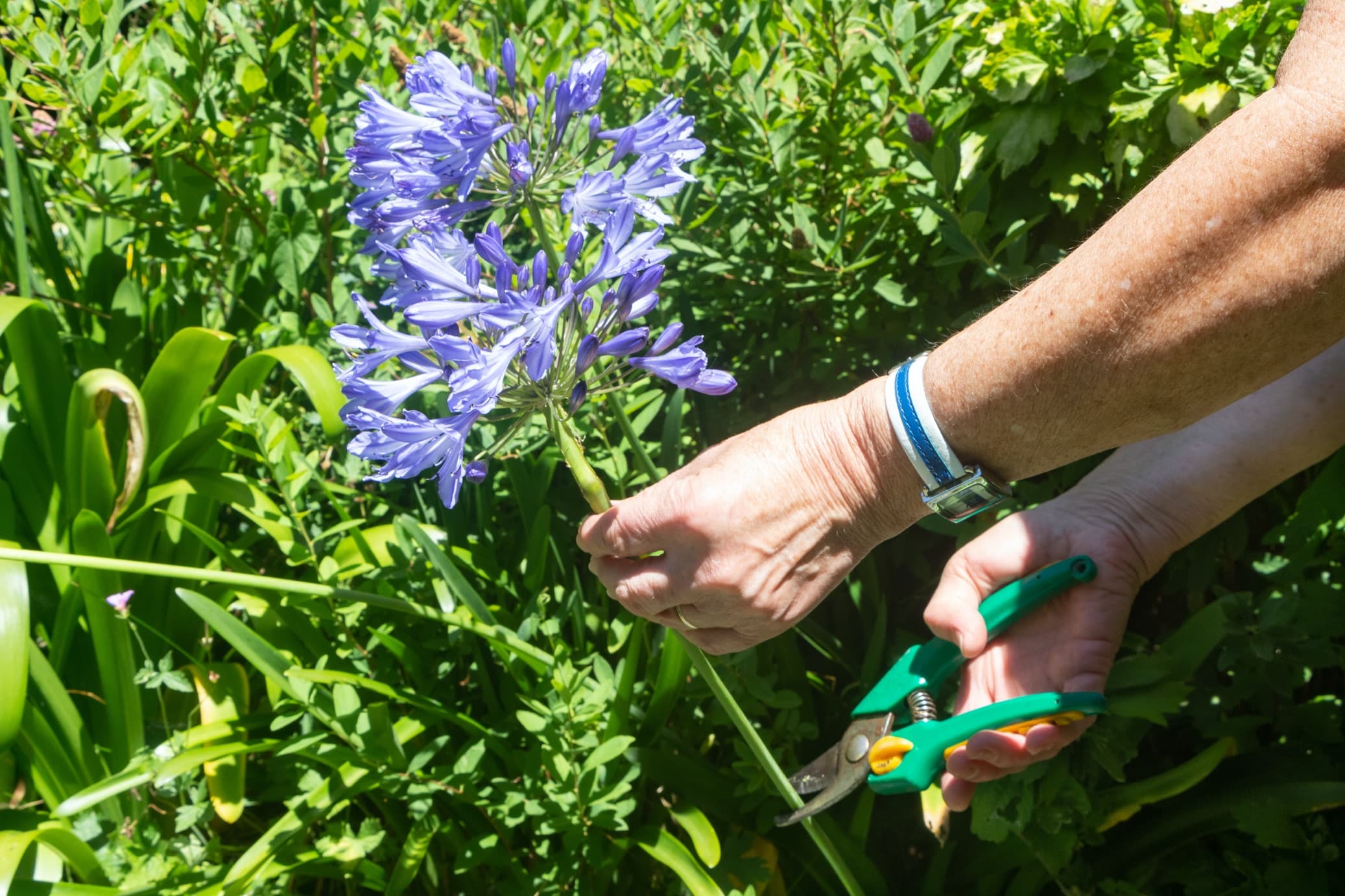 man using secateurs to deadhead agapanthus blooms