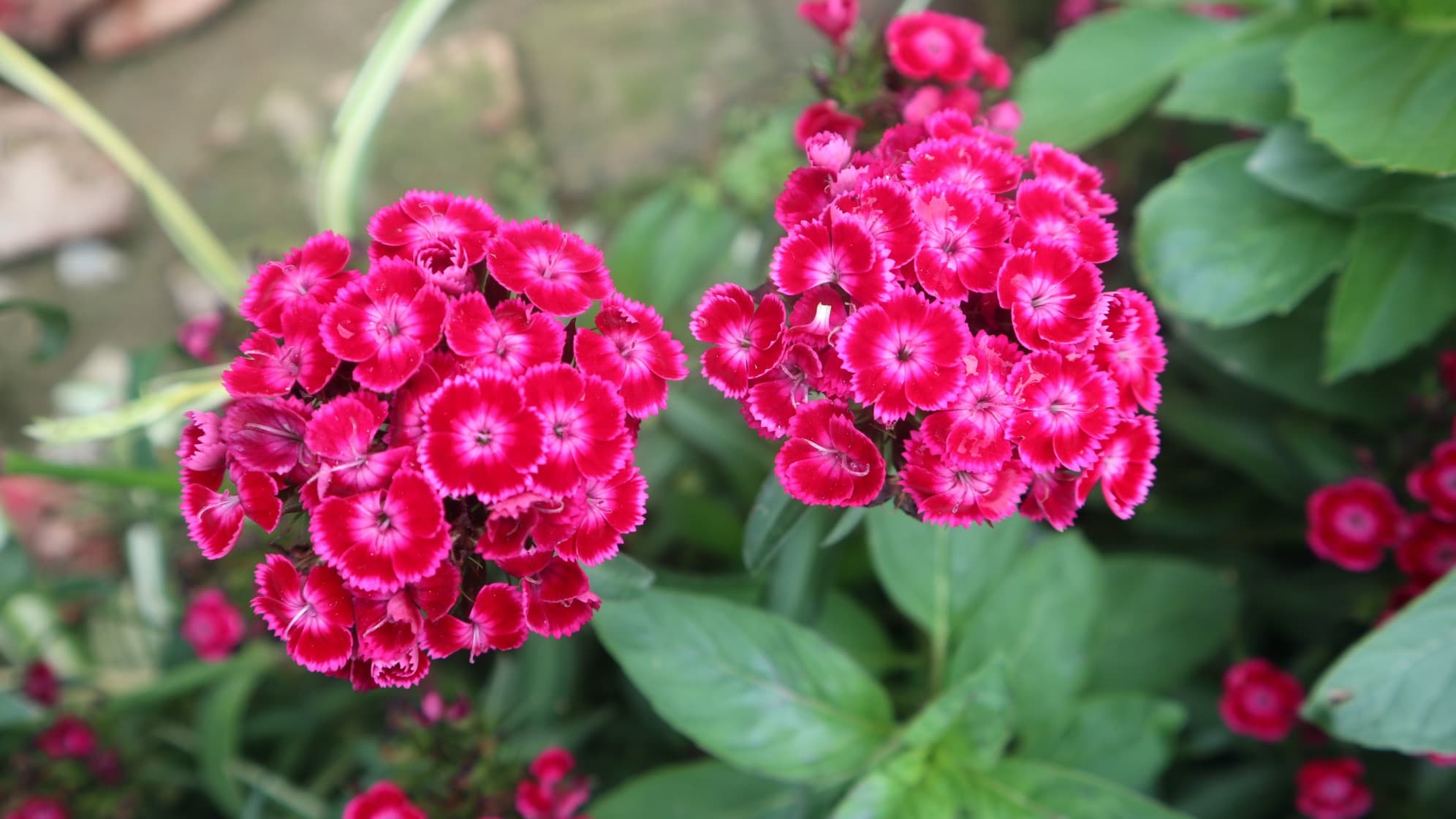 deep red and pink coloured dianthus in a garden border