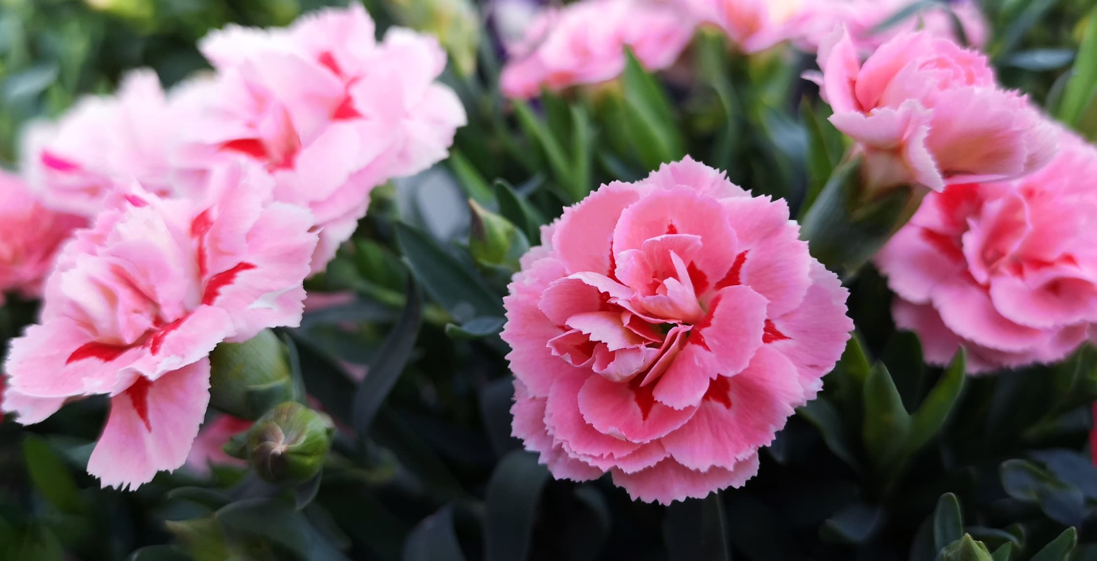 Dianthus caryophyllus 'Doris' flowers in beautiful pink colours