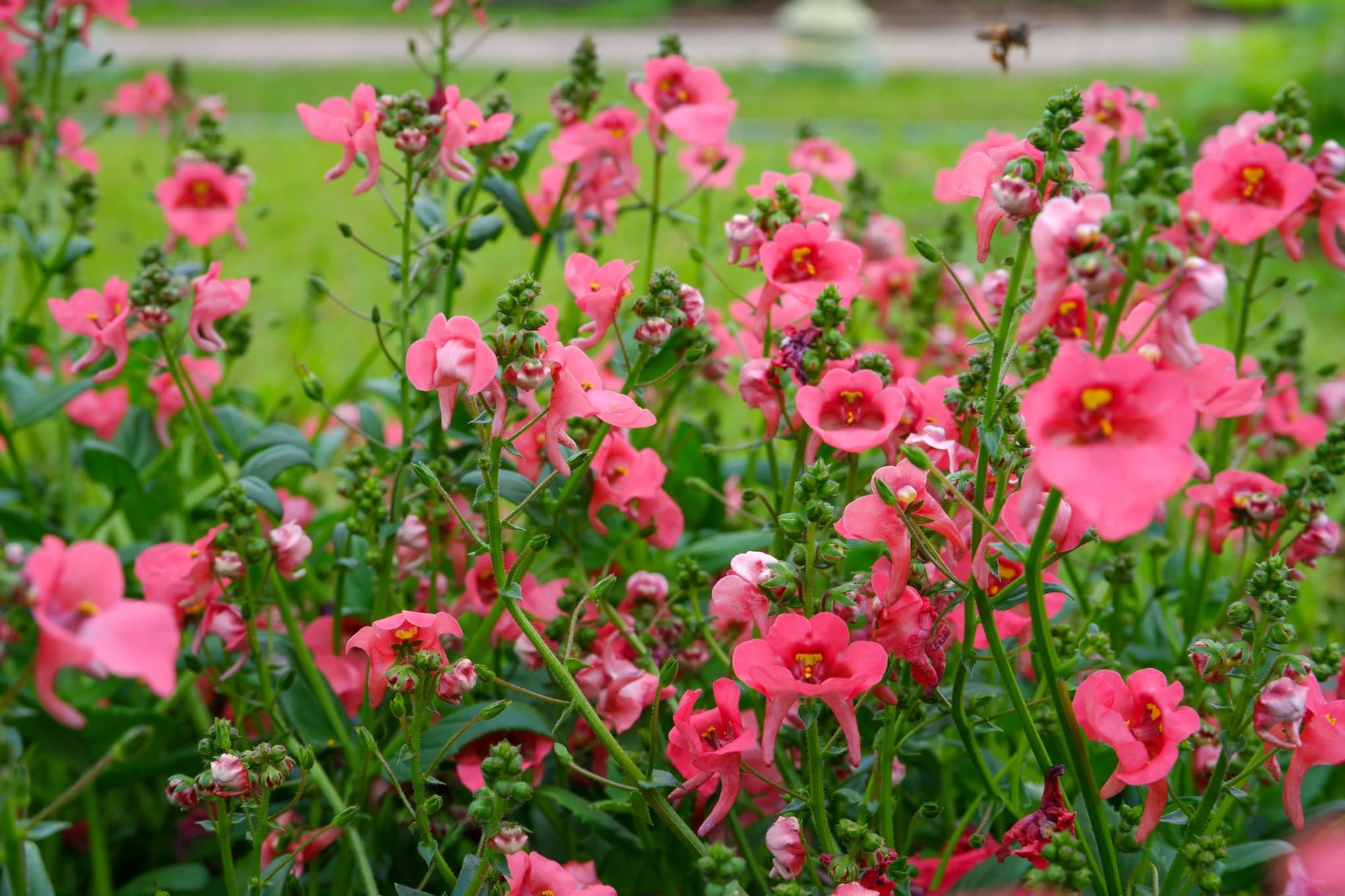 pink and yellow flowering diascia in a beautiful garden