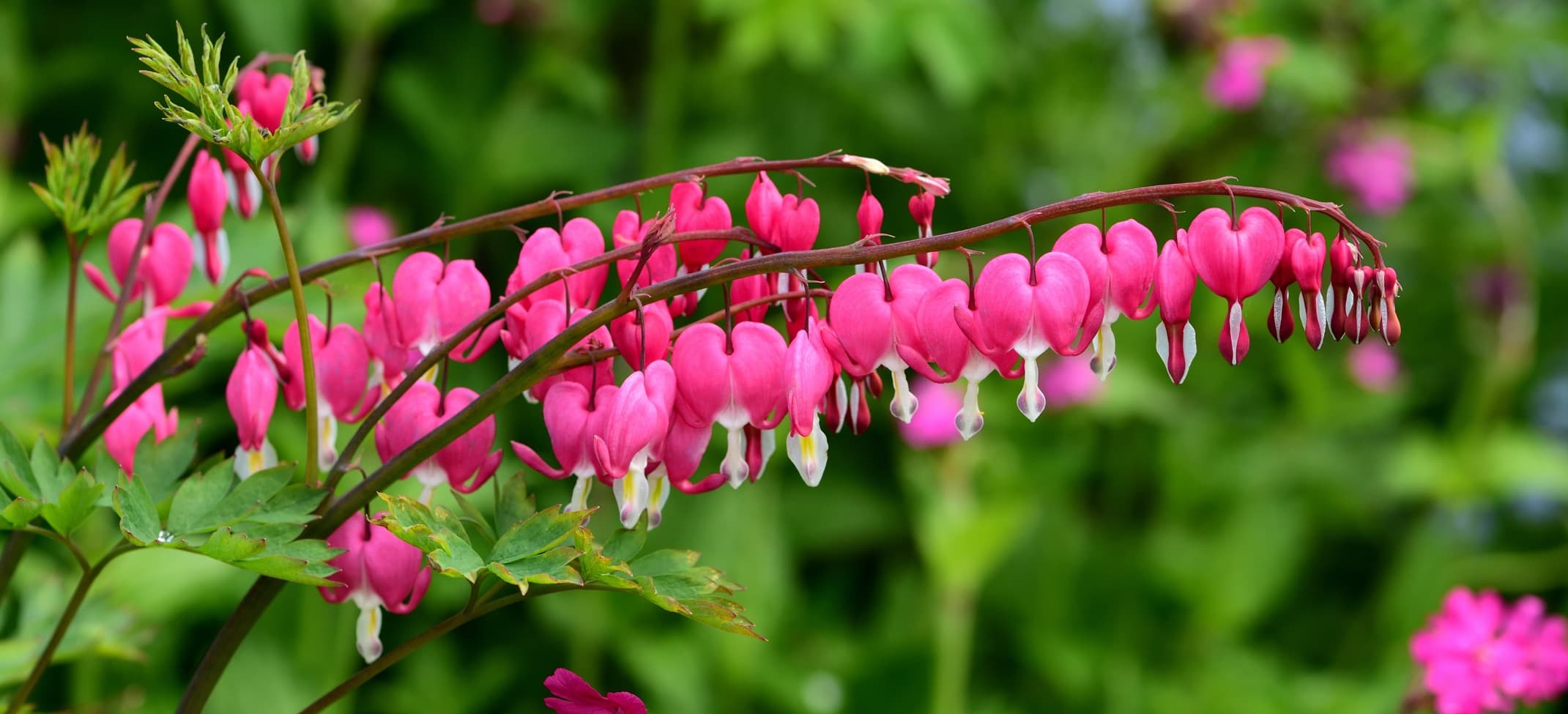 dicentra bleeding heart flowers running along a branch