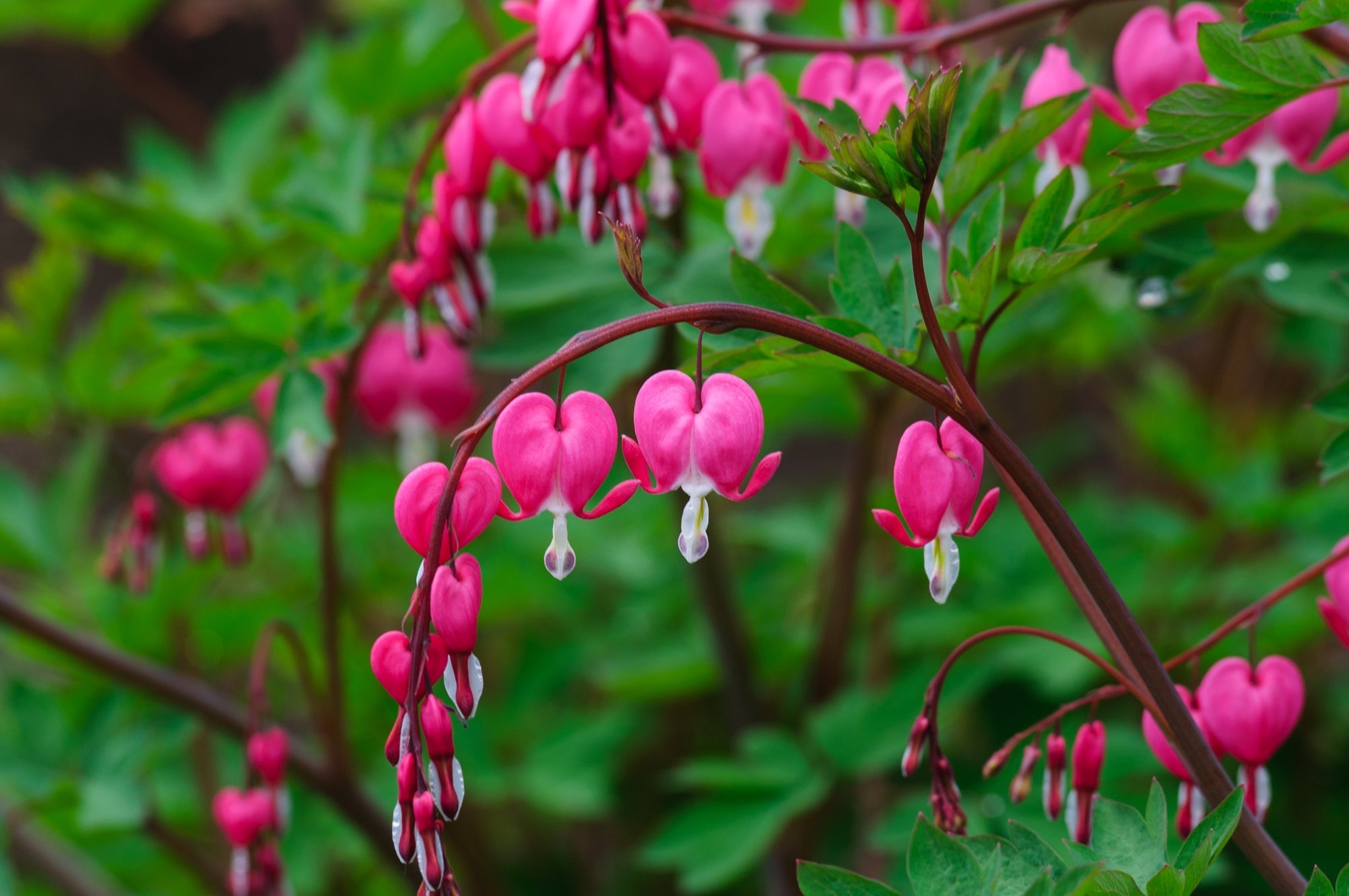 D. spectabilis with arching stems bearing flowers that are pink and shaped like hearts with a 'bleeding' white petal