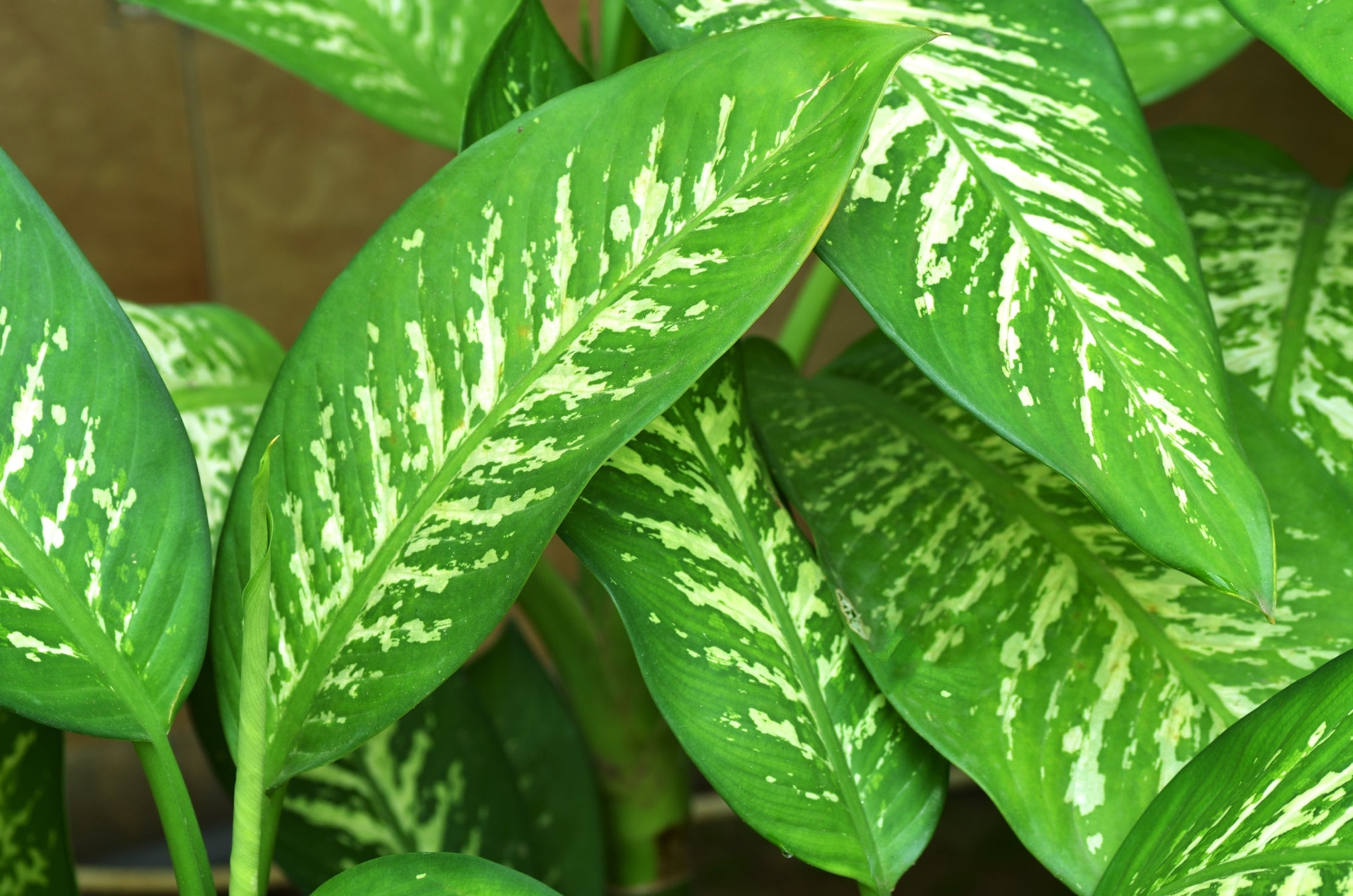 enzymes plant Plant Enzymes
