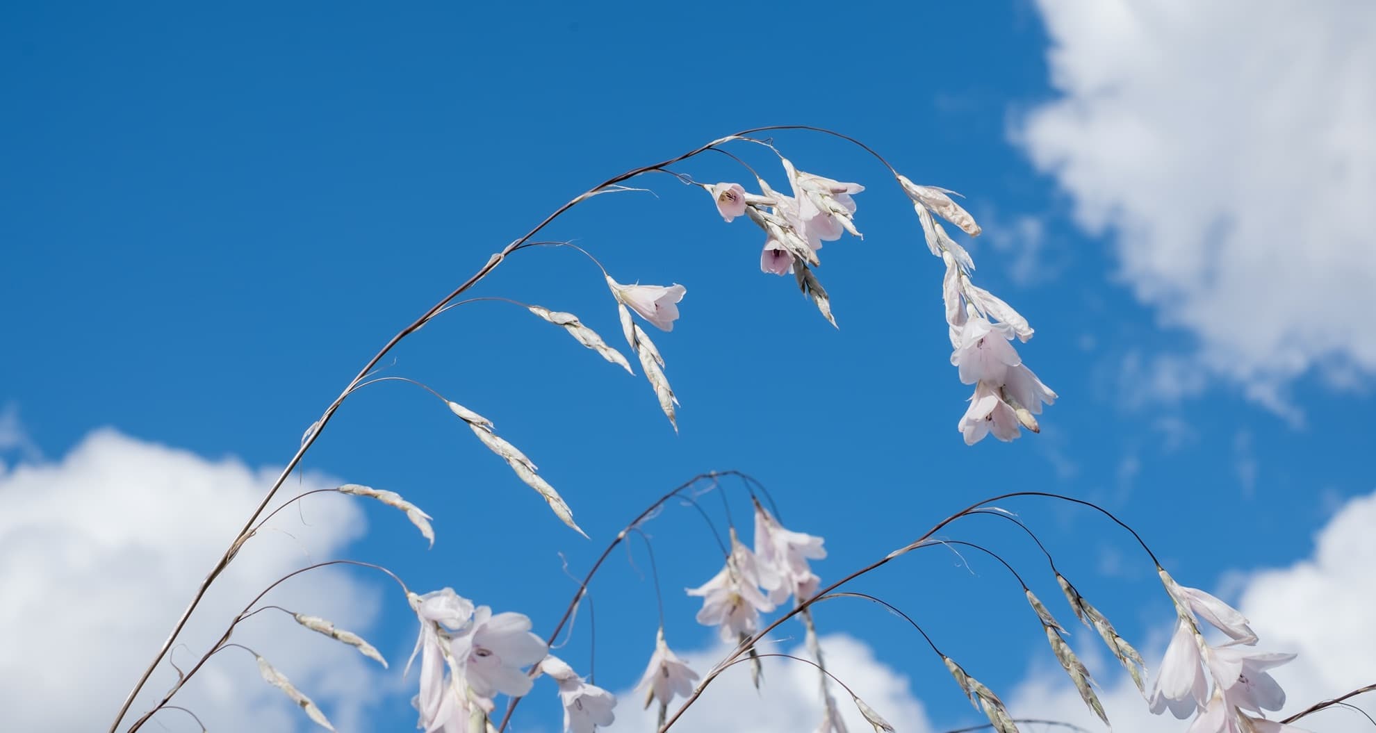 white Dierama Latifolium flowers