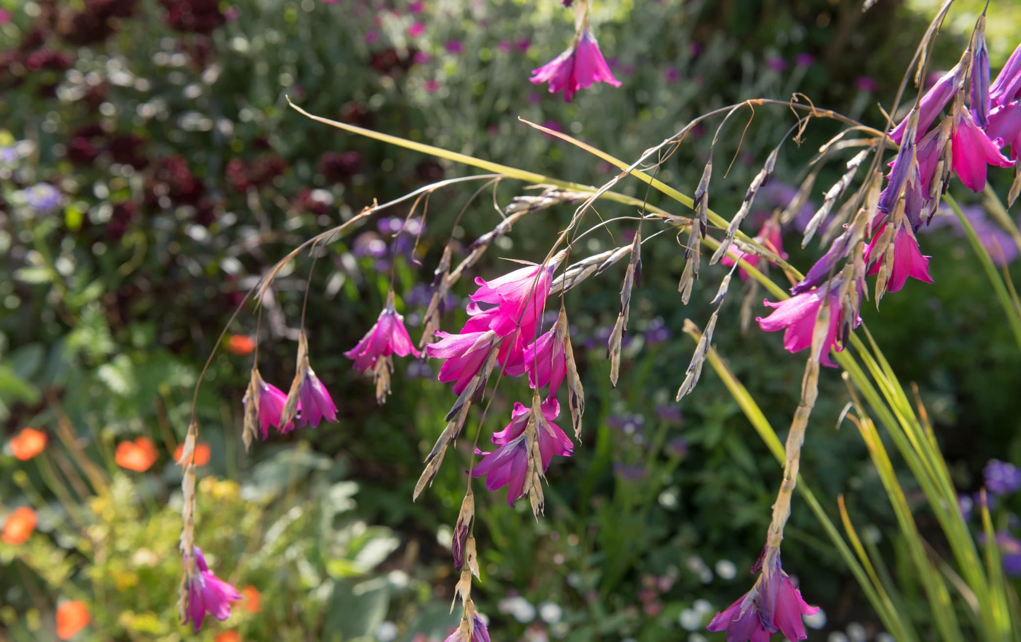 Dierama pulcherrimum flowering in a herbaceous border