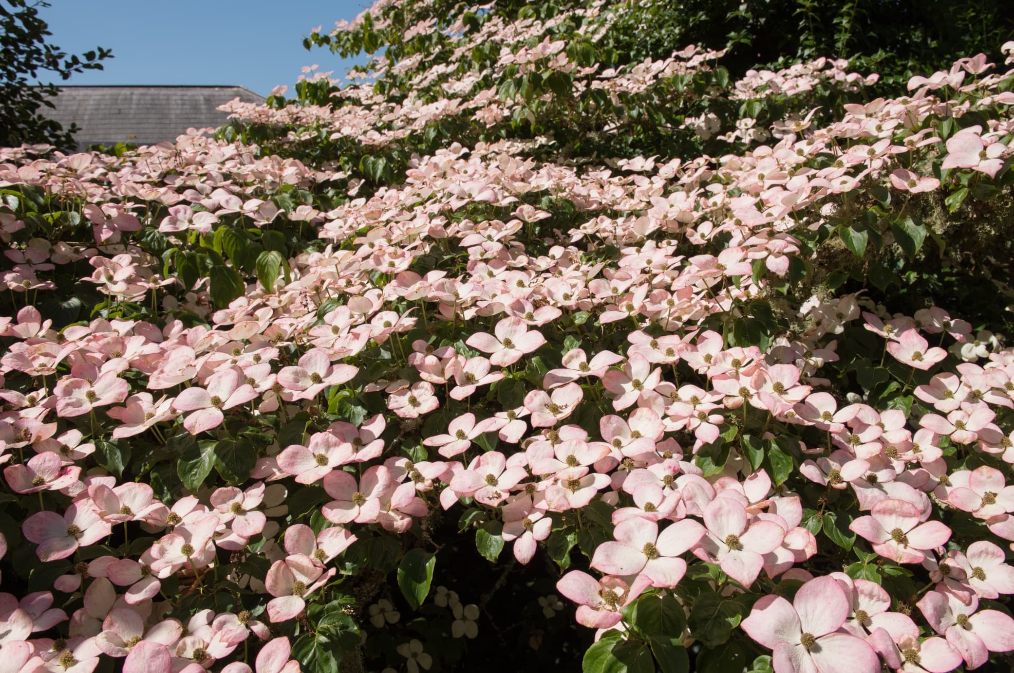 pink flowering Cornus kousa 'Miss Satomi'