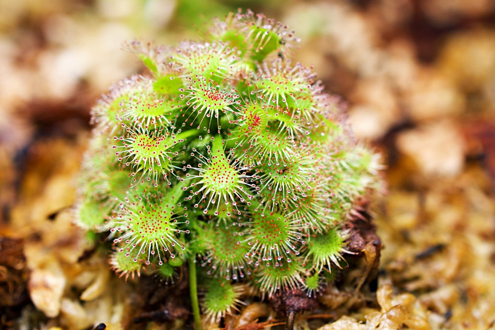 drosera spatulata capensis plant with spatula-like fleshy leaves covered in fine creamy spikes