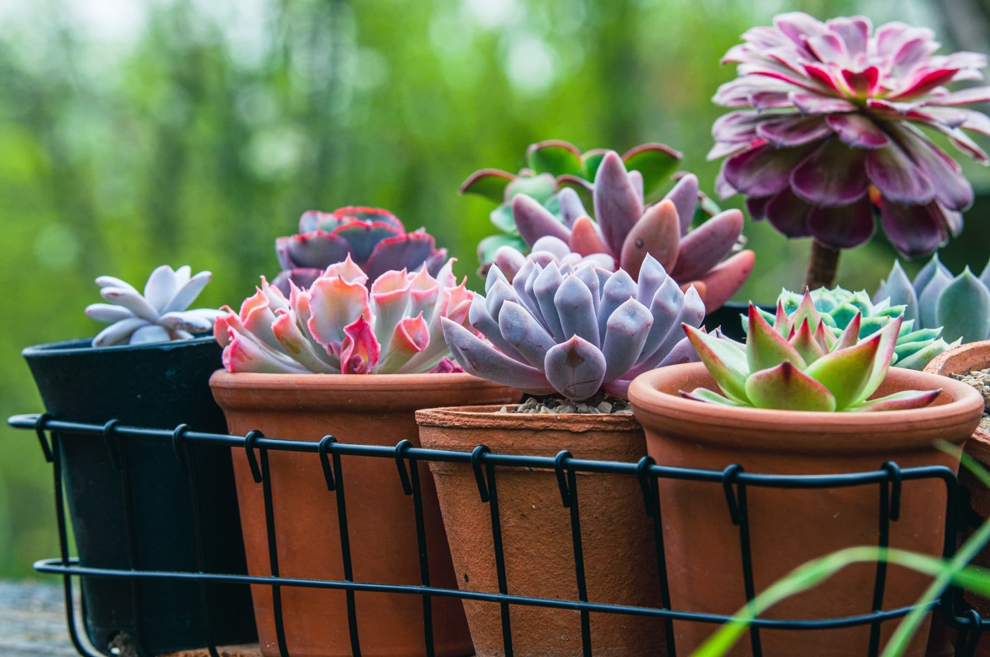 echeverias of various sizes in shades of purple, green and pink growing in containers outdoors
