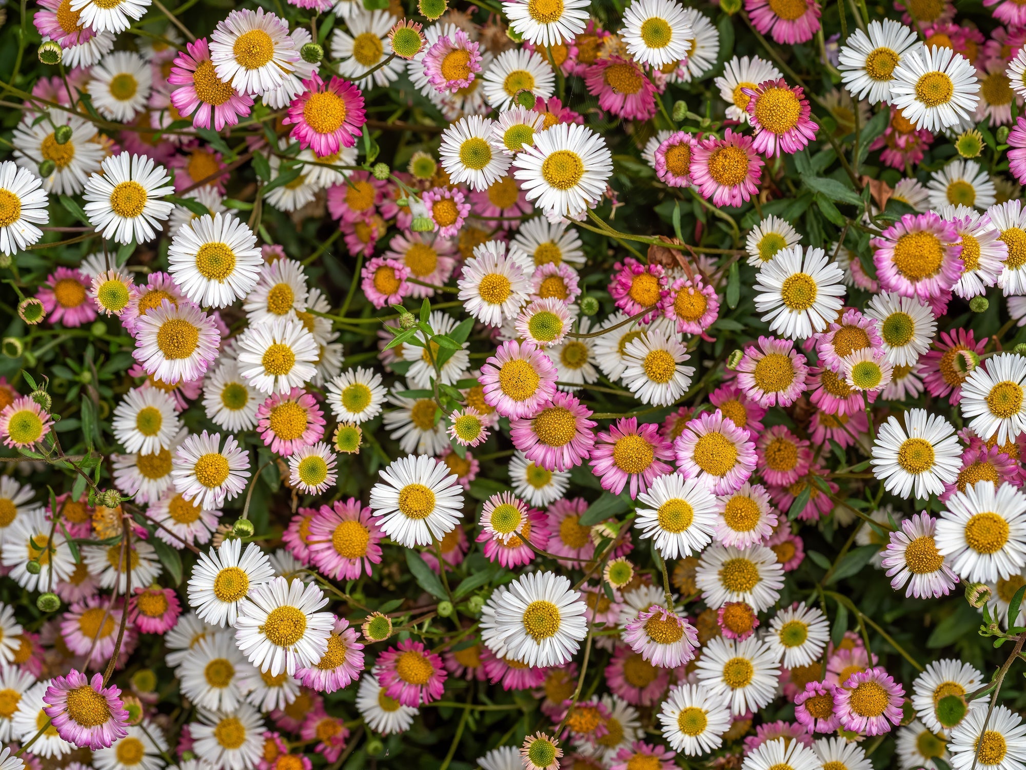 pink, white and purple flowering Erigeron karvinskianus growing in a cluster