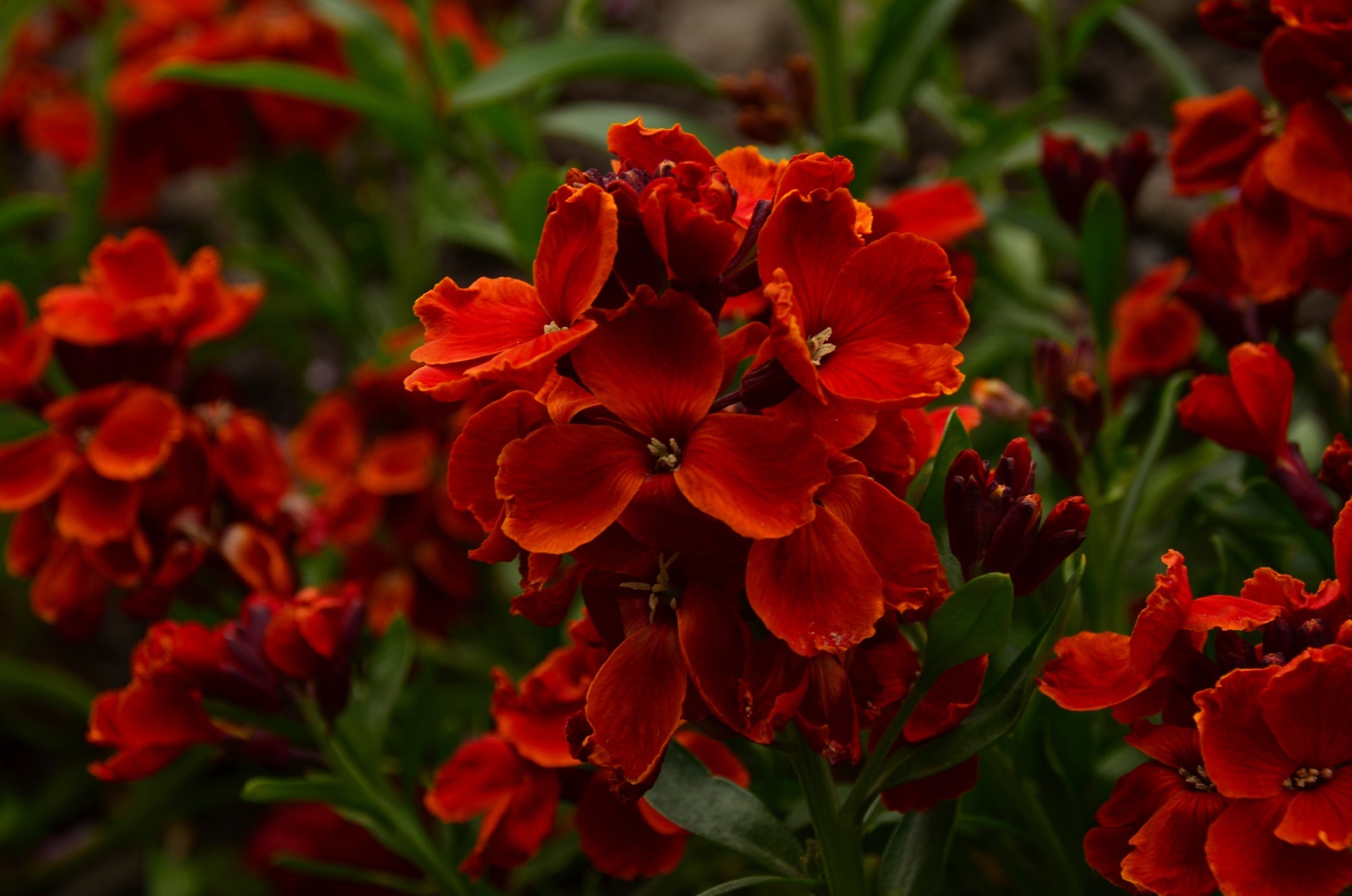 red flowering erysimum with dark foliage growing outside