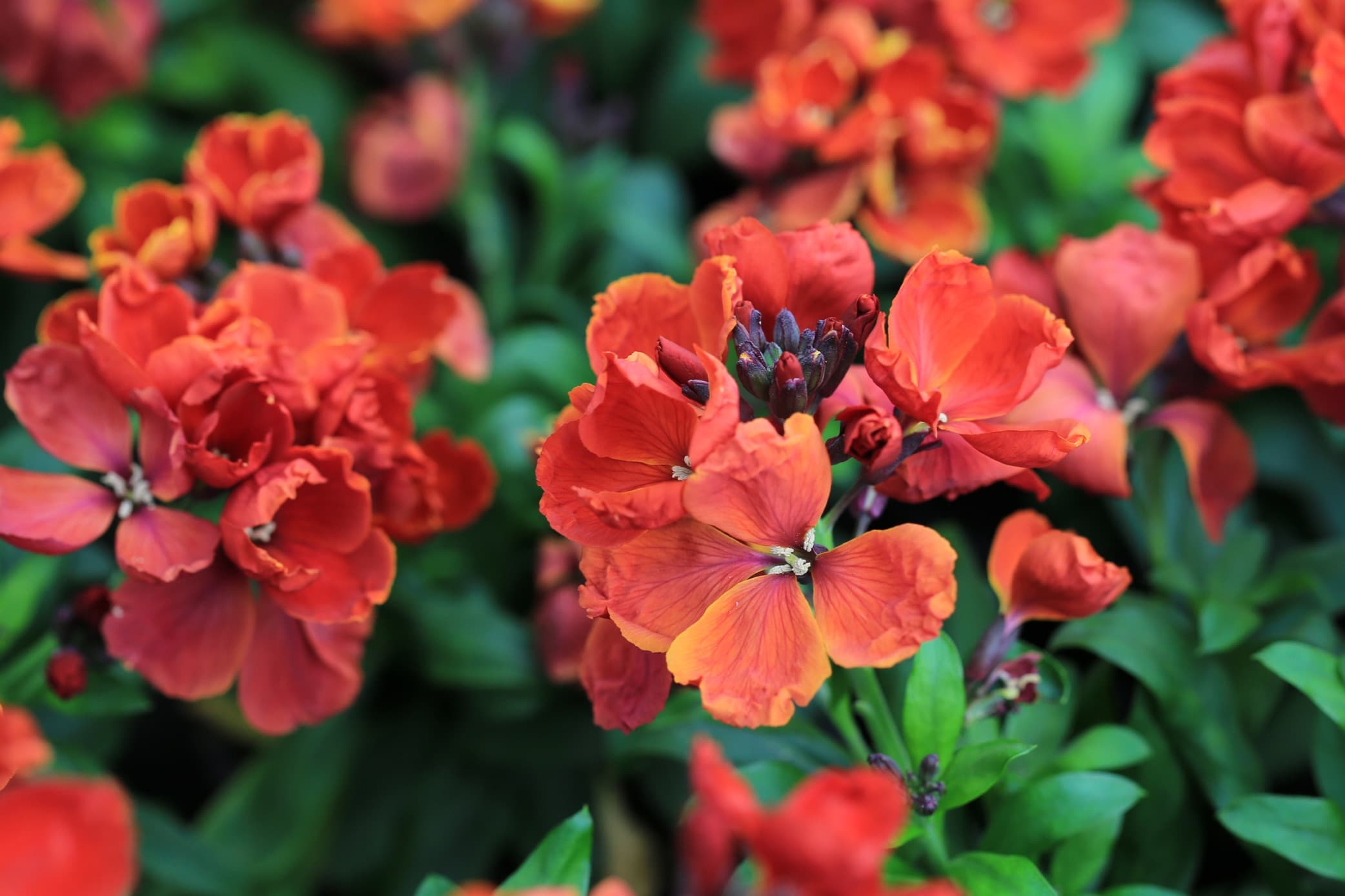 beautiful red wallflowers in bloom