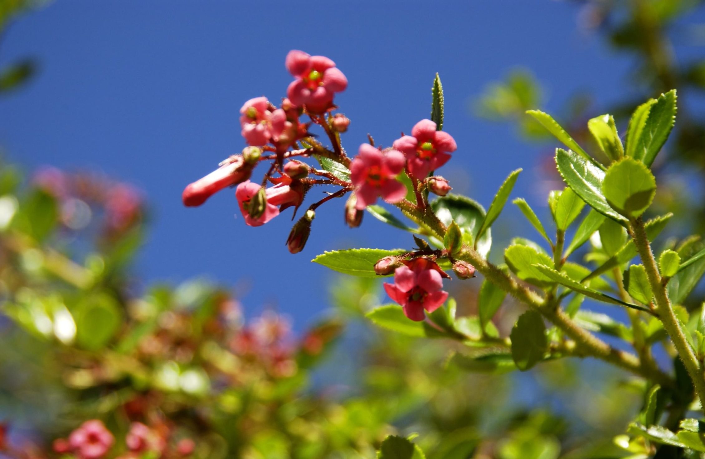 close up of the escallonia plant