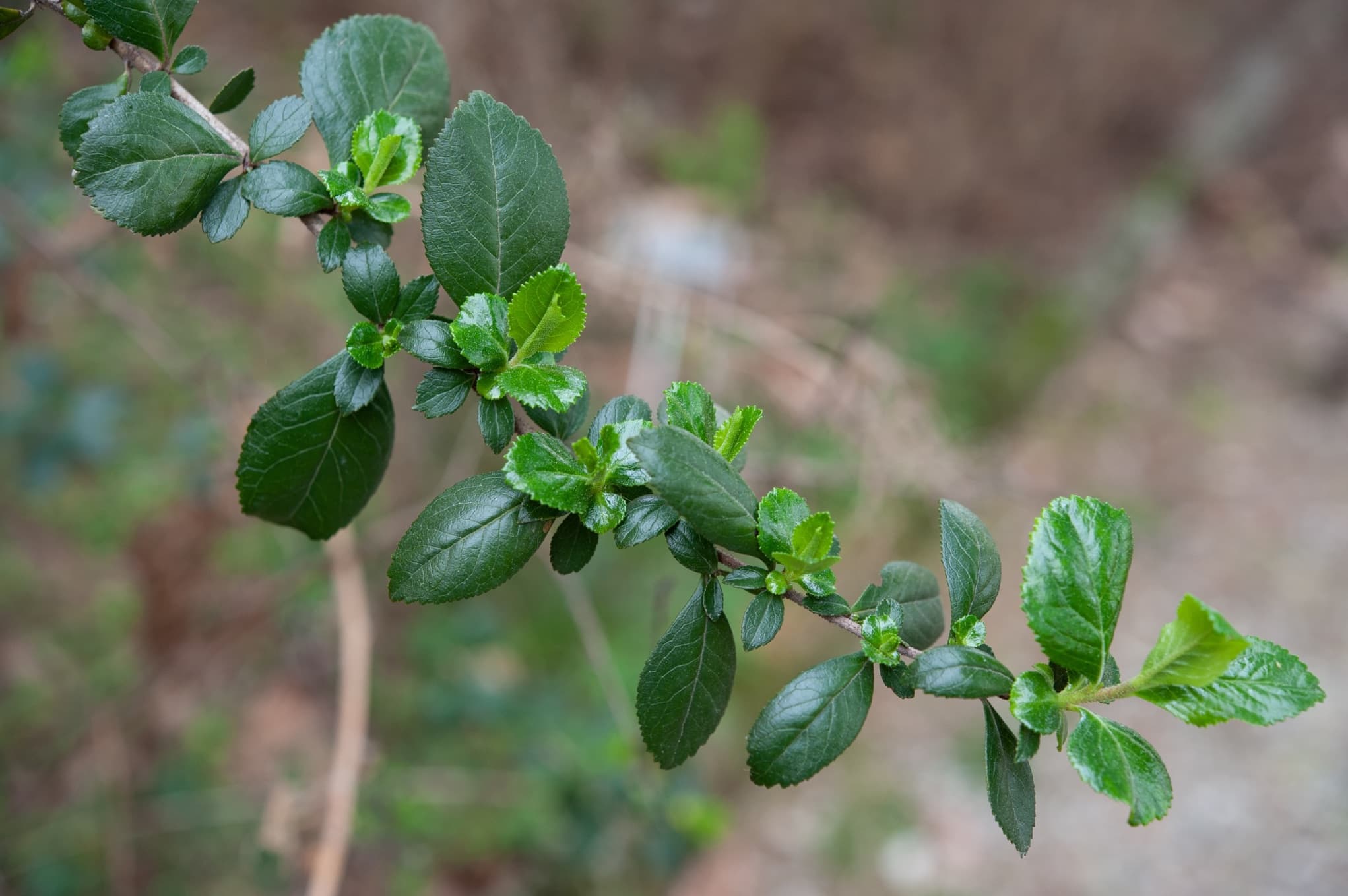 an old woody stem of escallonia with fresh new green leafy growth