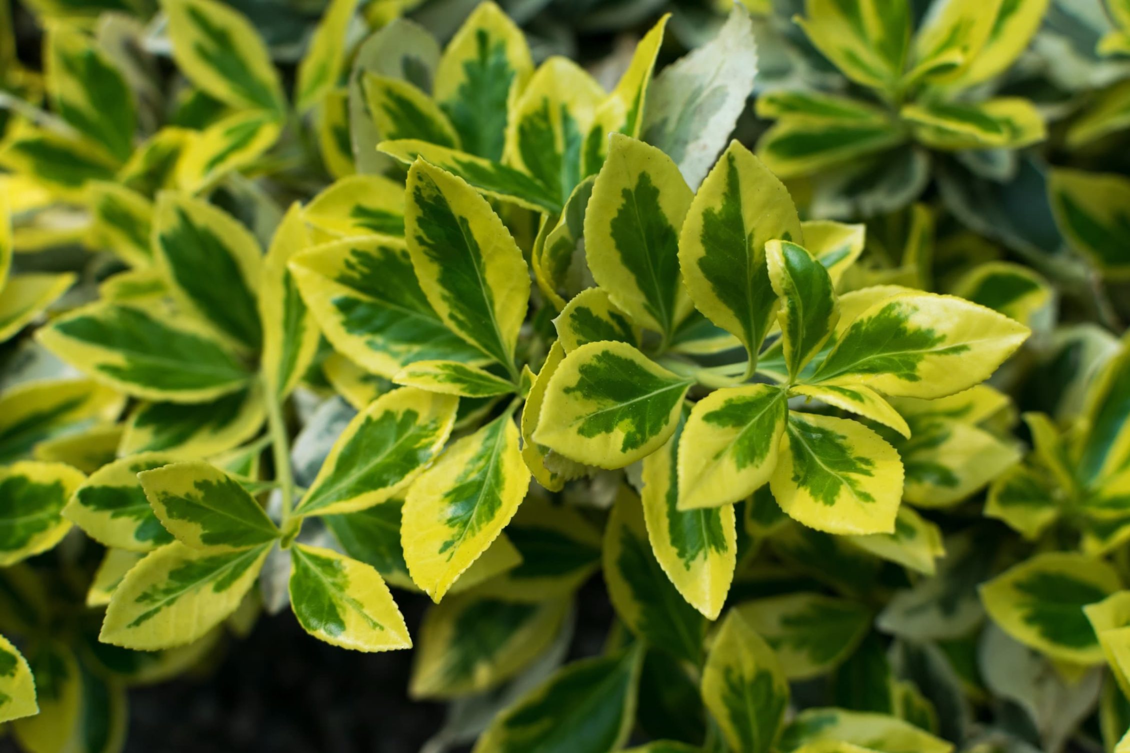 Grow Euonymus ‘Spindle’ To Add Structure To Shady Gardens Says Colin Skelly