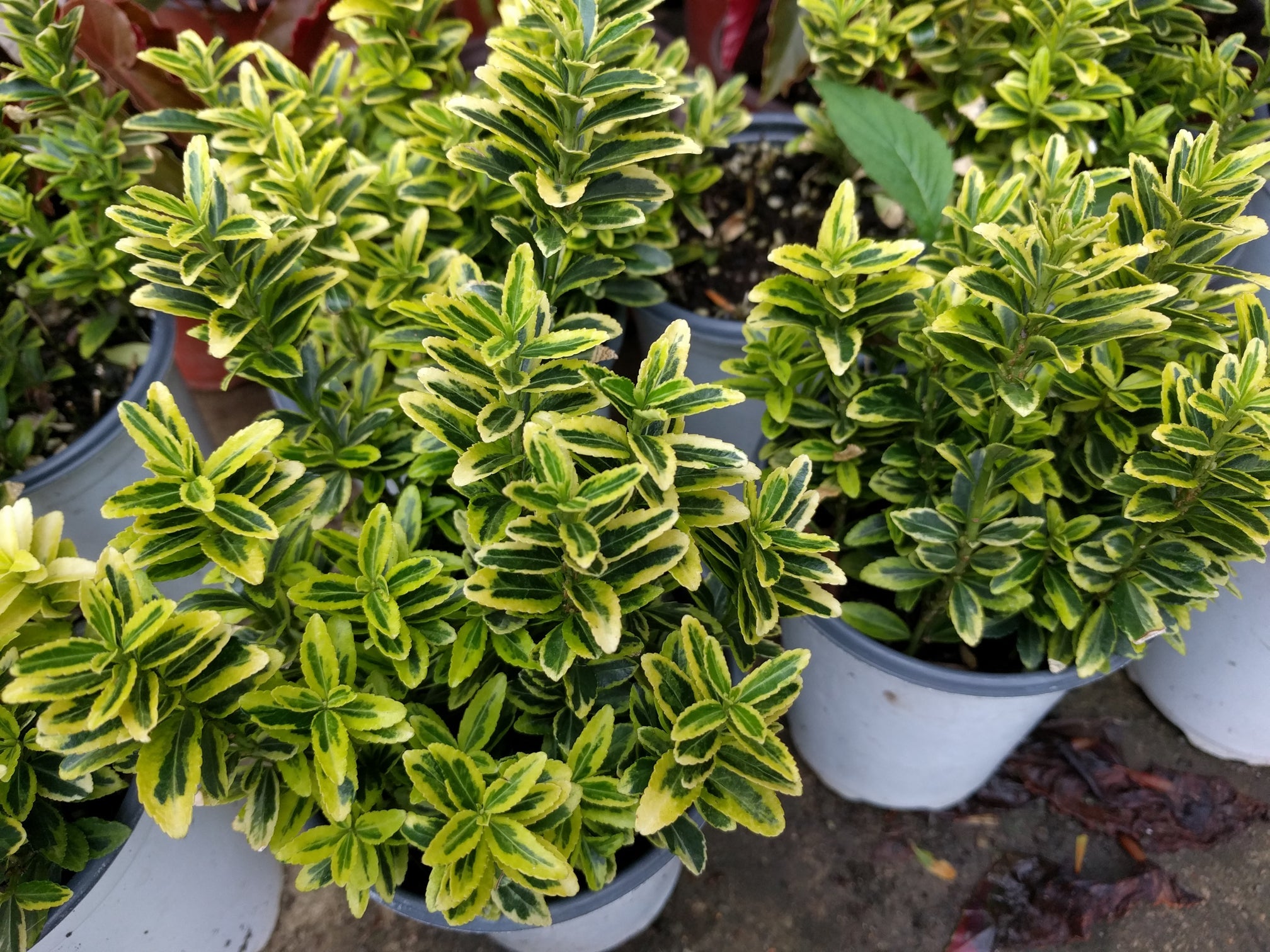 potted euonymus shrubs green and yellow variegated leaves growing outside