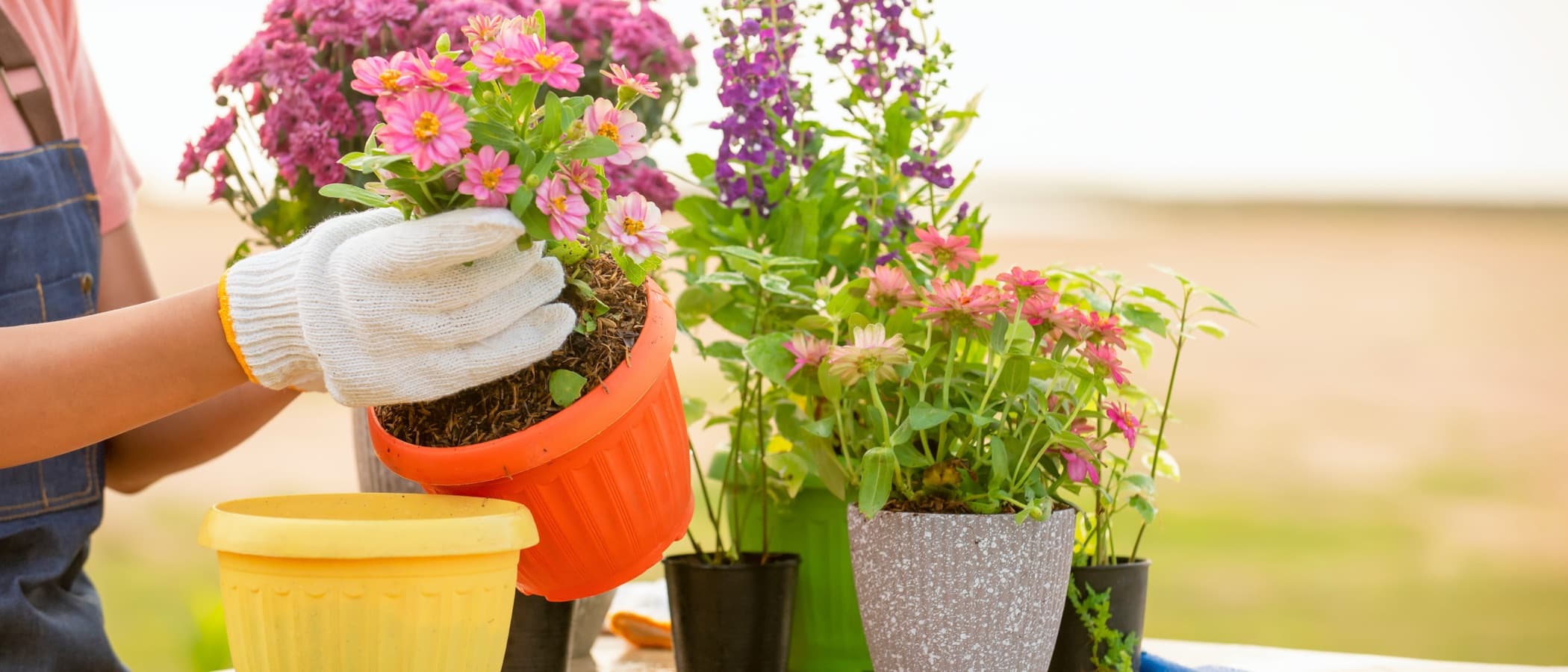 a woman repotting plants into various sized containers