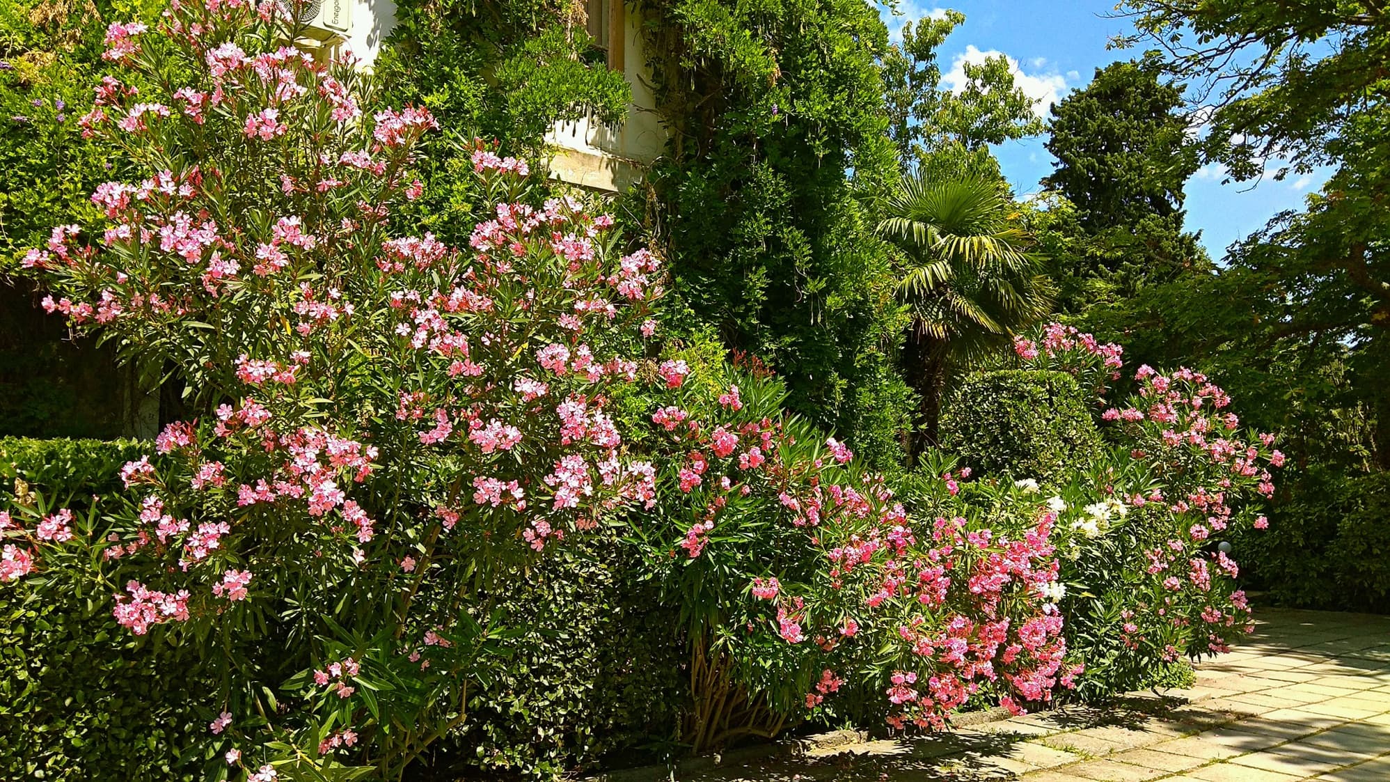 building with vines surrounded with gorgeous pink & white Oleander shrubs