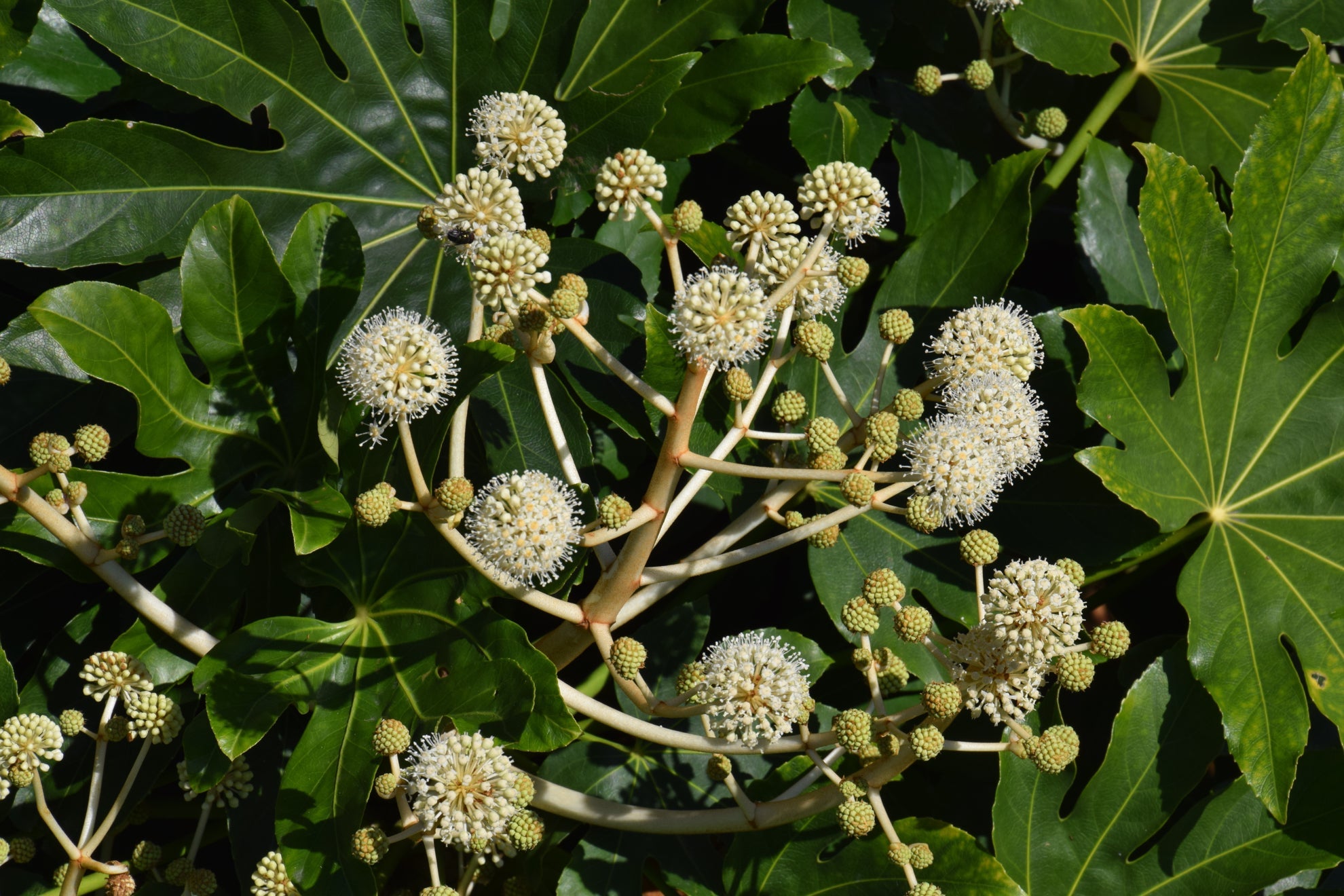 white flowering fatsia japonica shrub with dark foliage growing outside