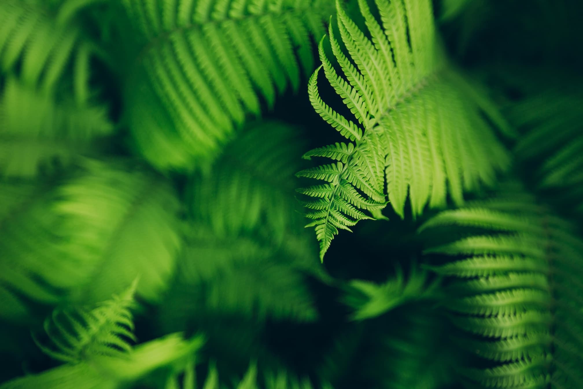 fern leaves on dark background