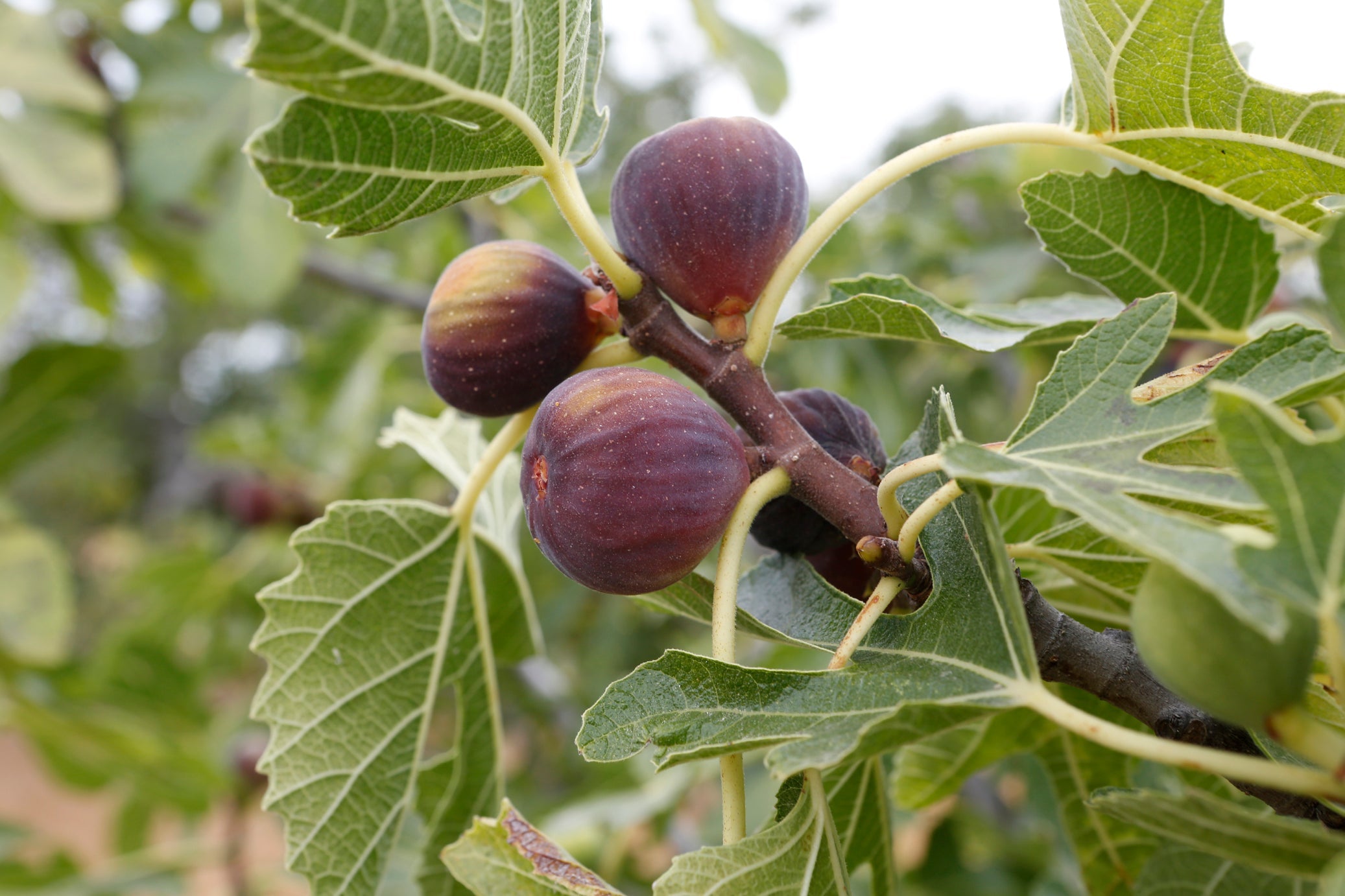 fig tree bearing a few round, purple fruits growing outside