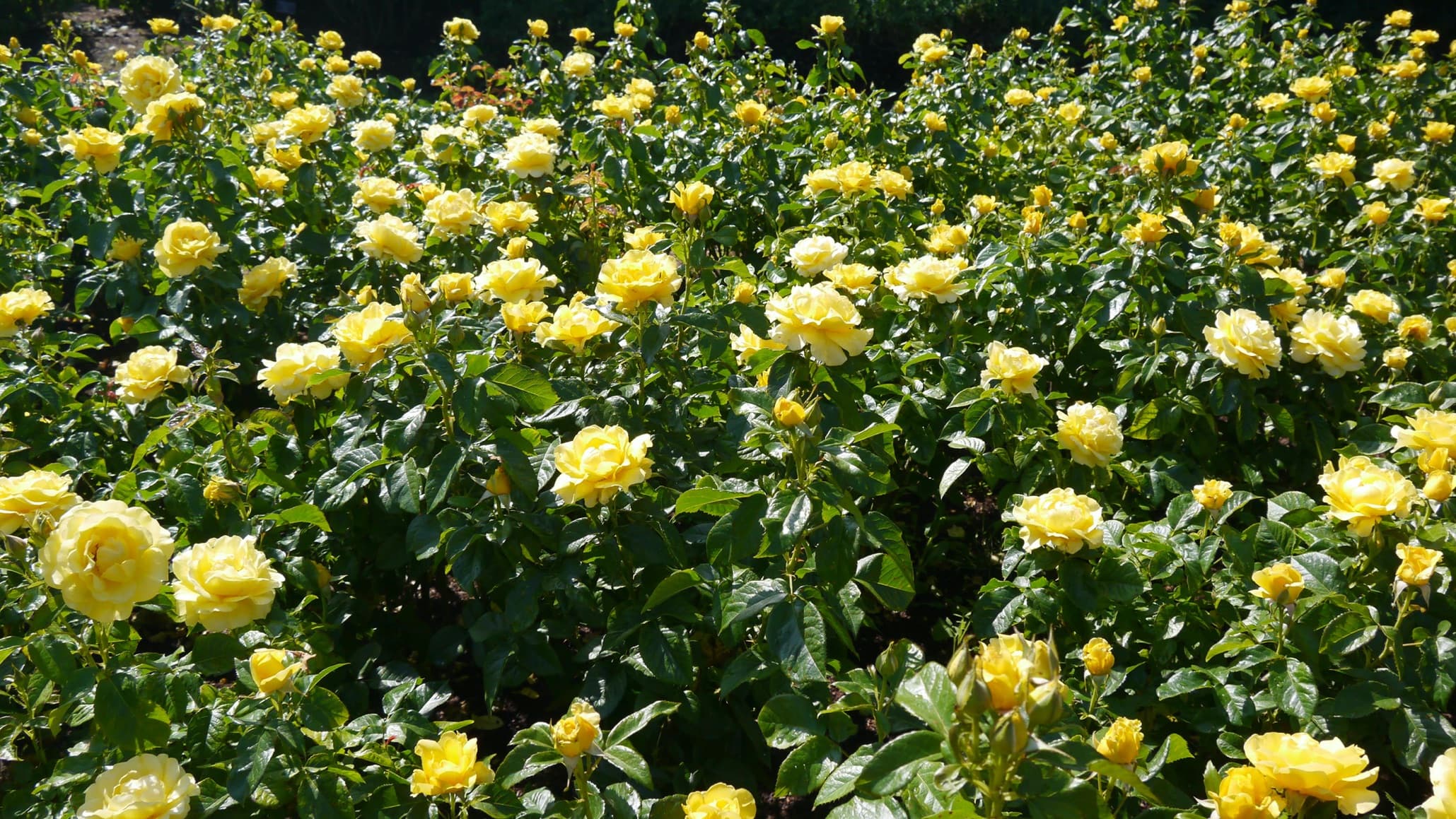 flowering yellow english rose bushes