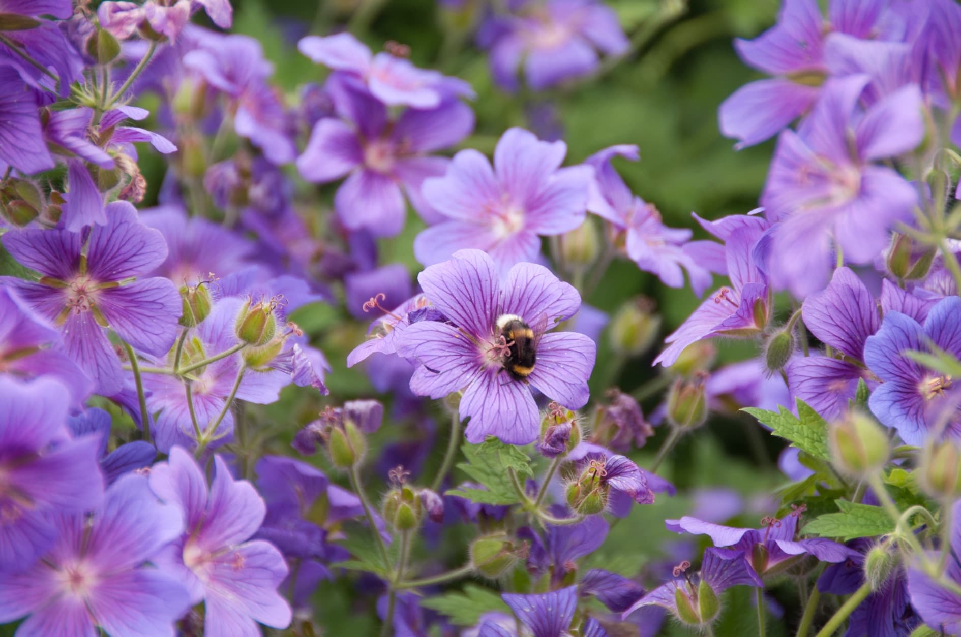 purple geraniums and bumblebee in an english summer garden