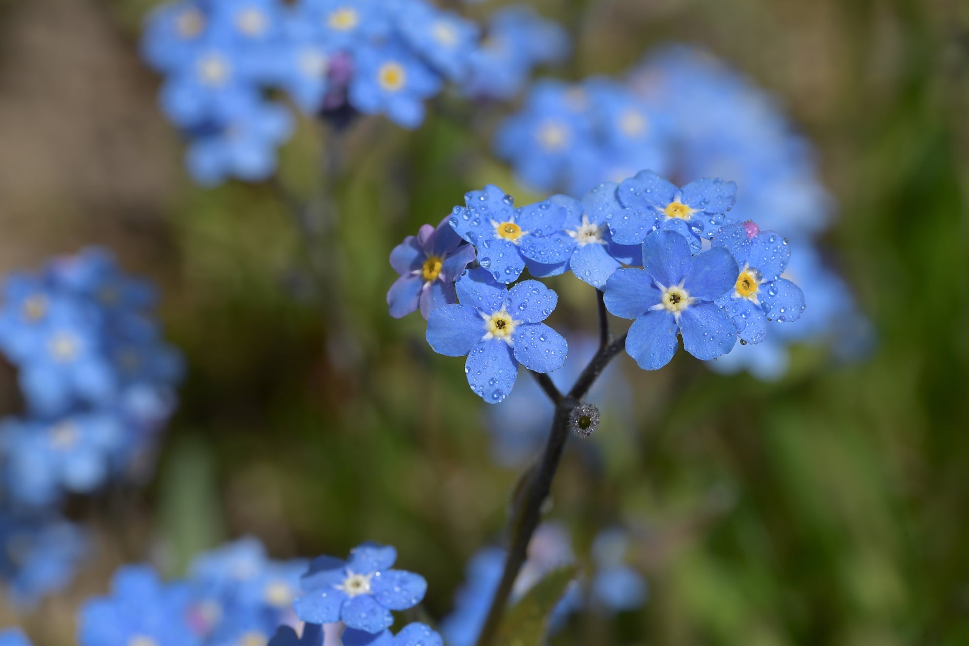 forget-me-not plant with clusters of blue flowers growing outside