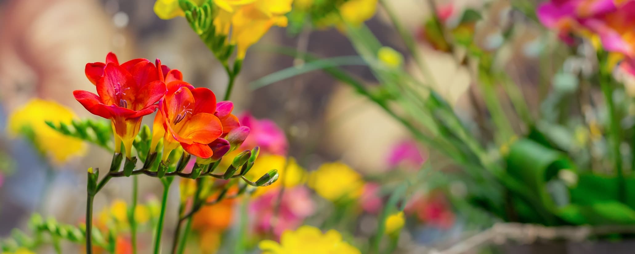 red and orange freesia flowers in focus