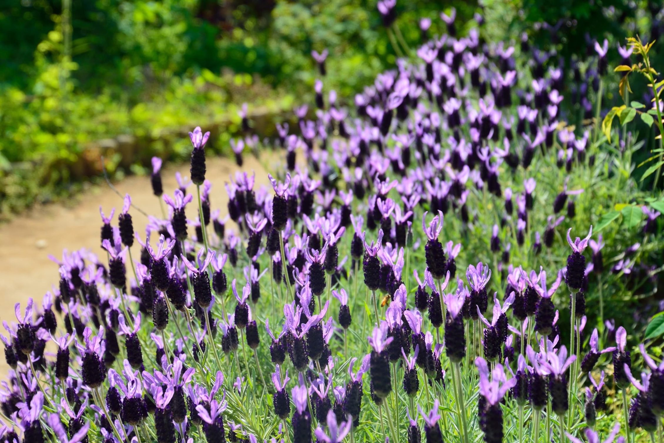 French lavender growing next to a garden path