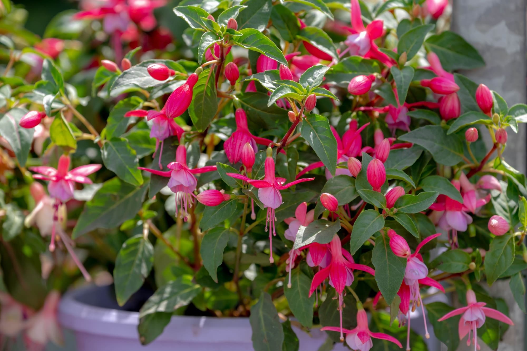 Fuchsia magellanica plant with pink flowers and lanceolate leaves growing in a pot