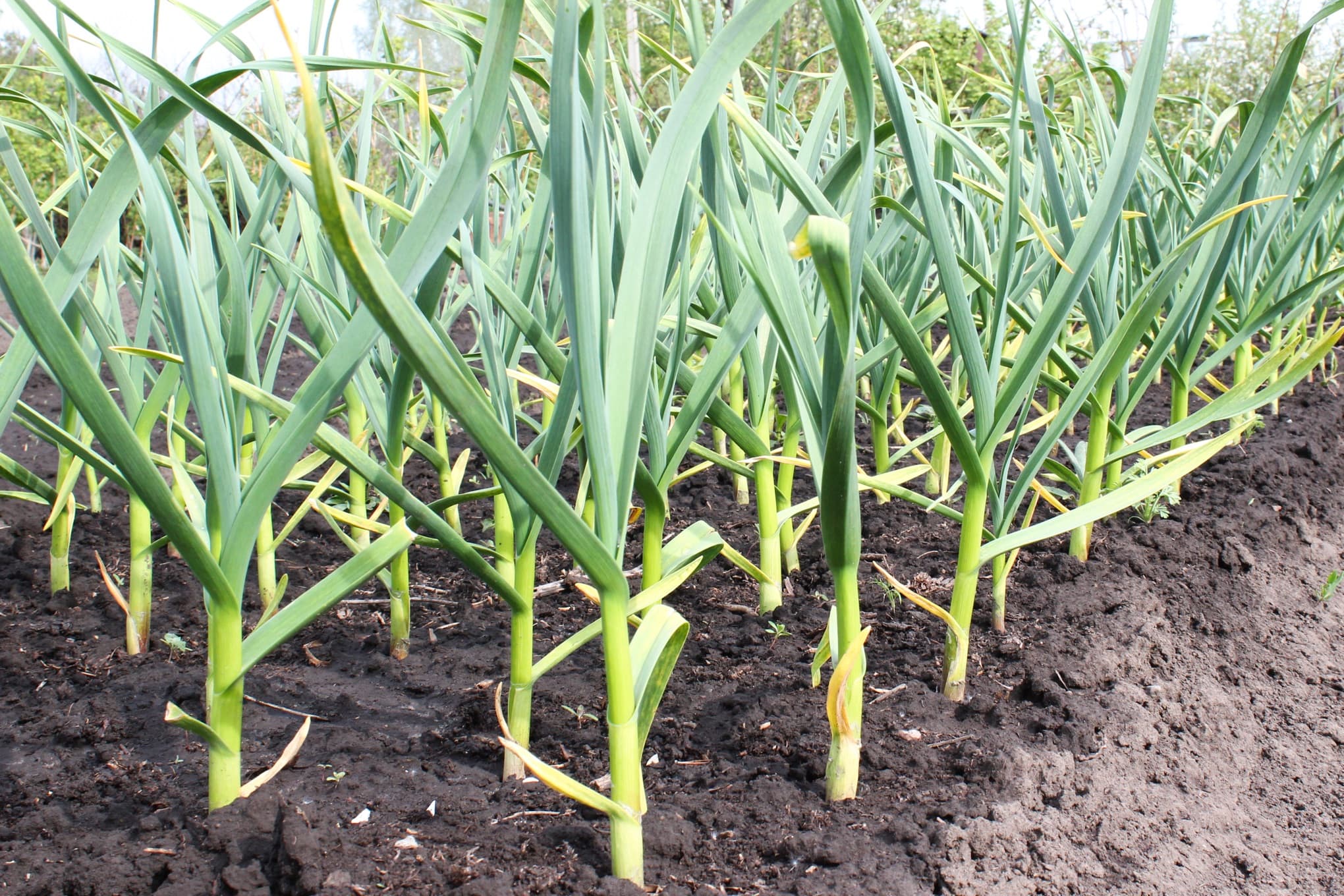 garlic plants with long green leaves growing in rows