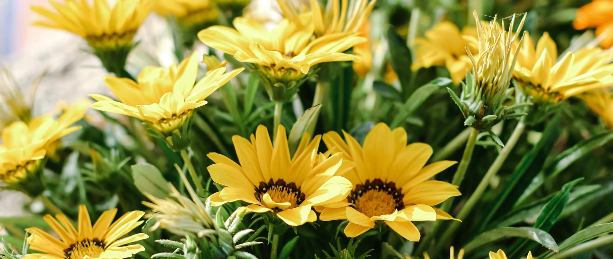 yellow flowering African Daisies