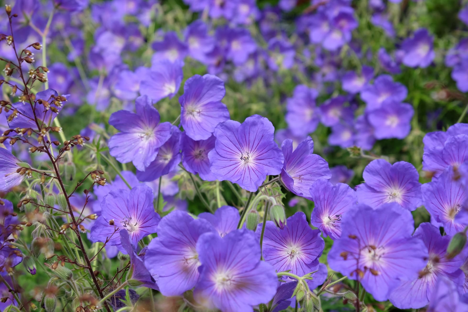 purple flowering hardy geraniums