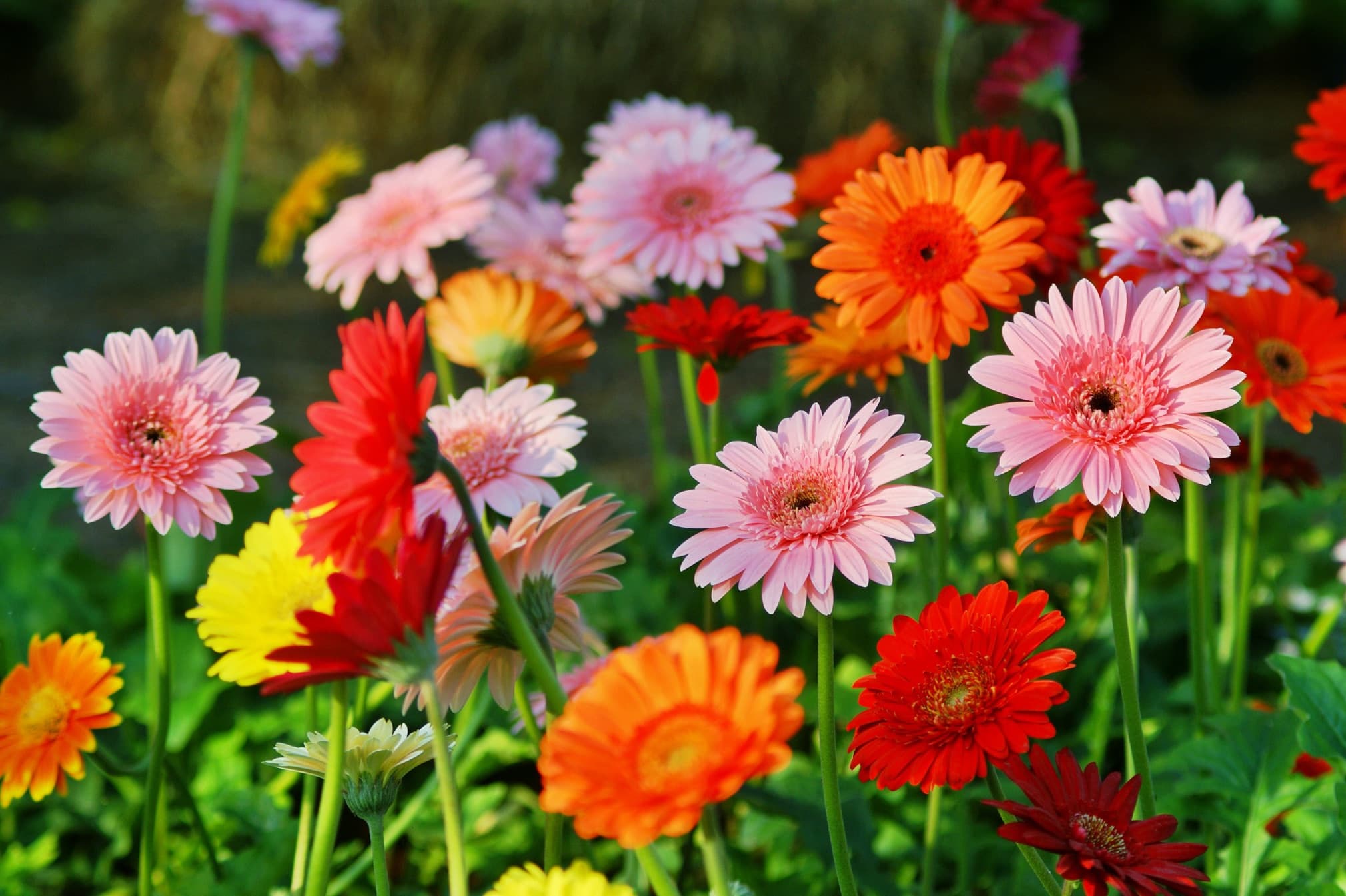 gerbera daisies flower in pink, red and orange colours