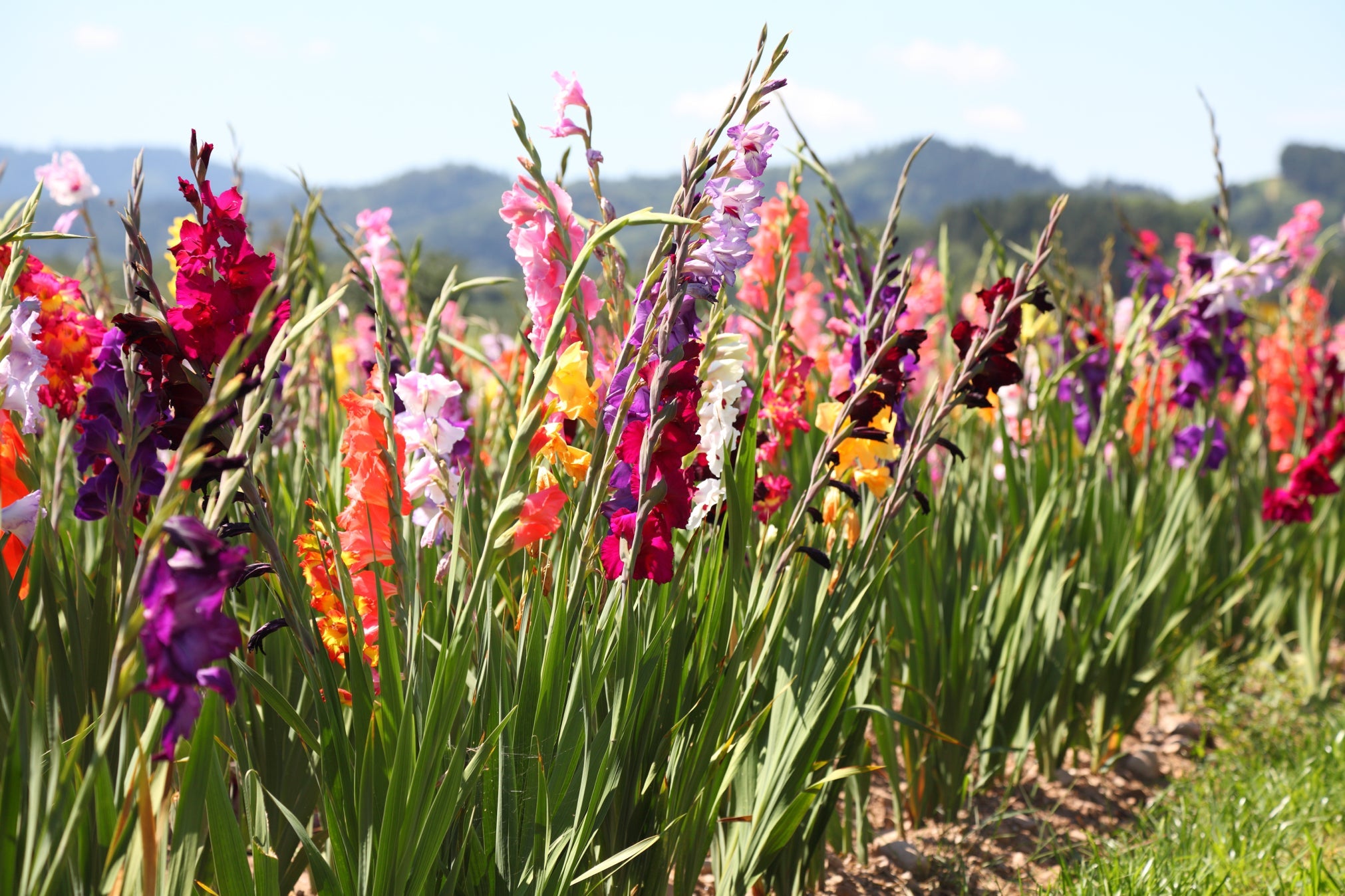 pink, purple, orange, yellow, white and red flowering gladioli growing in a field outside