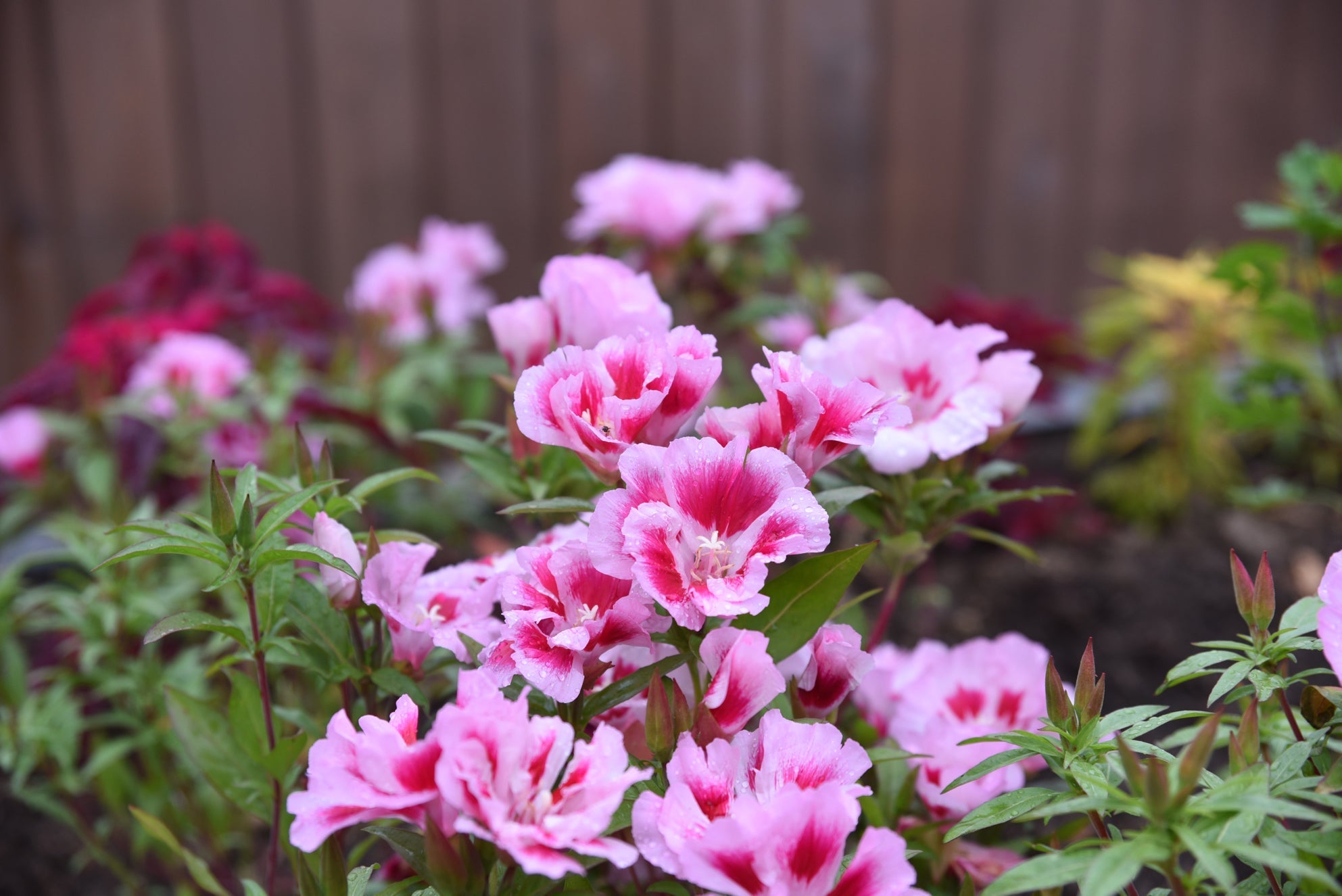 pink flowering godetia plants growing outside in a garden bed in front of a wooden fence