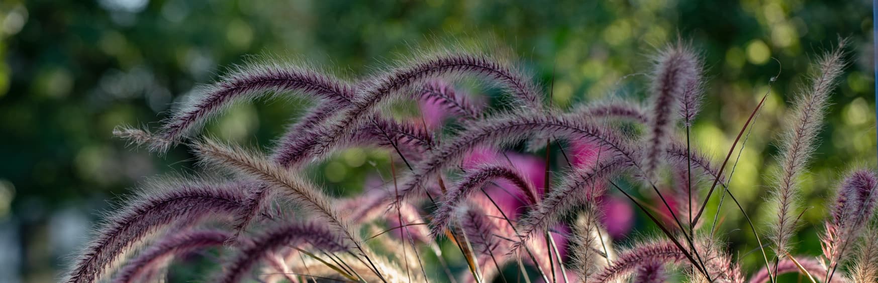pennisetum grass up close