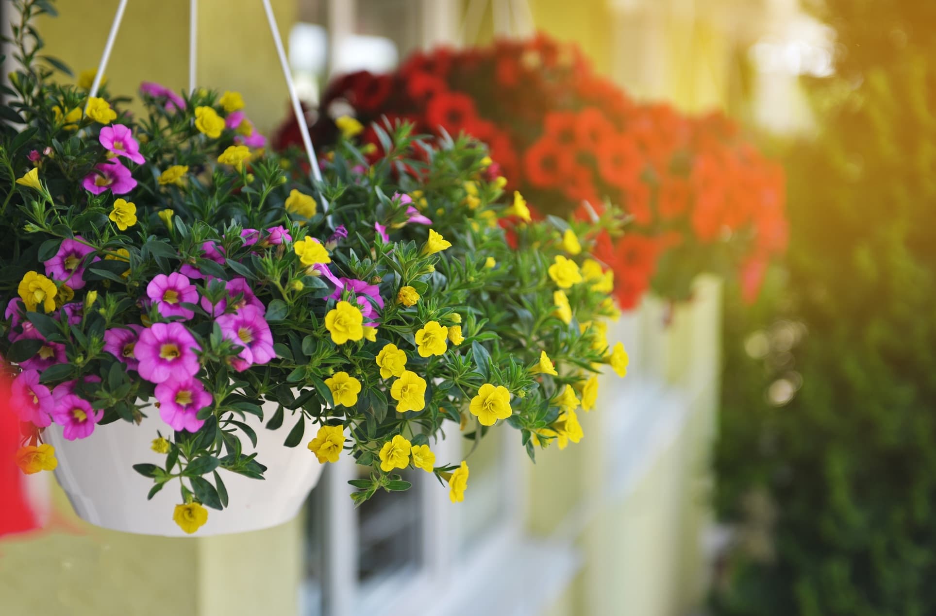 pink yellow and red plants in garden hanging baskets