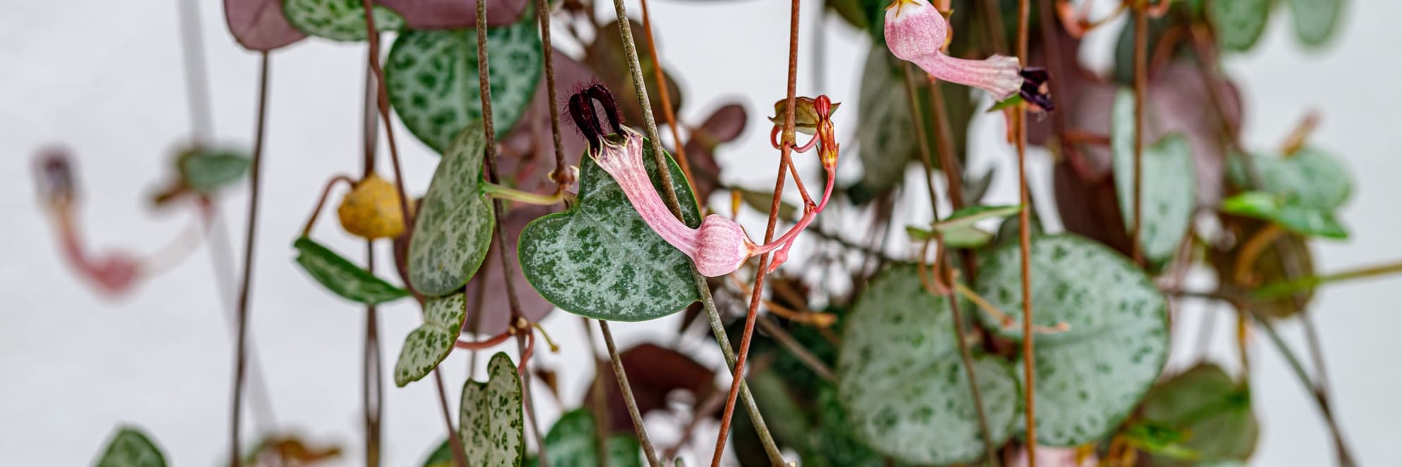 18 Striking Hanging Succulent Plants For The Home | Horticulture.co.uk