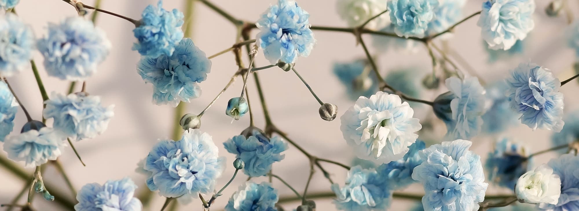 light Blue gypsophila flowers
