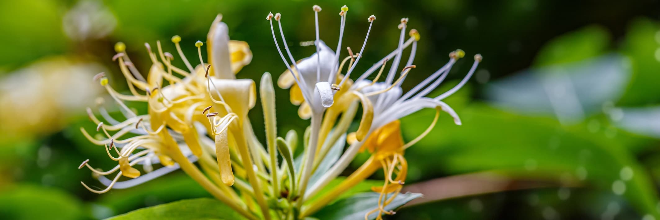 lonicera honeysuckle closeup