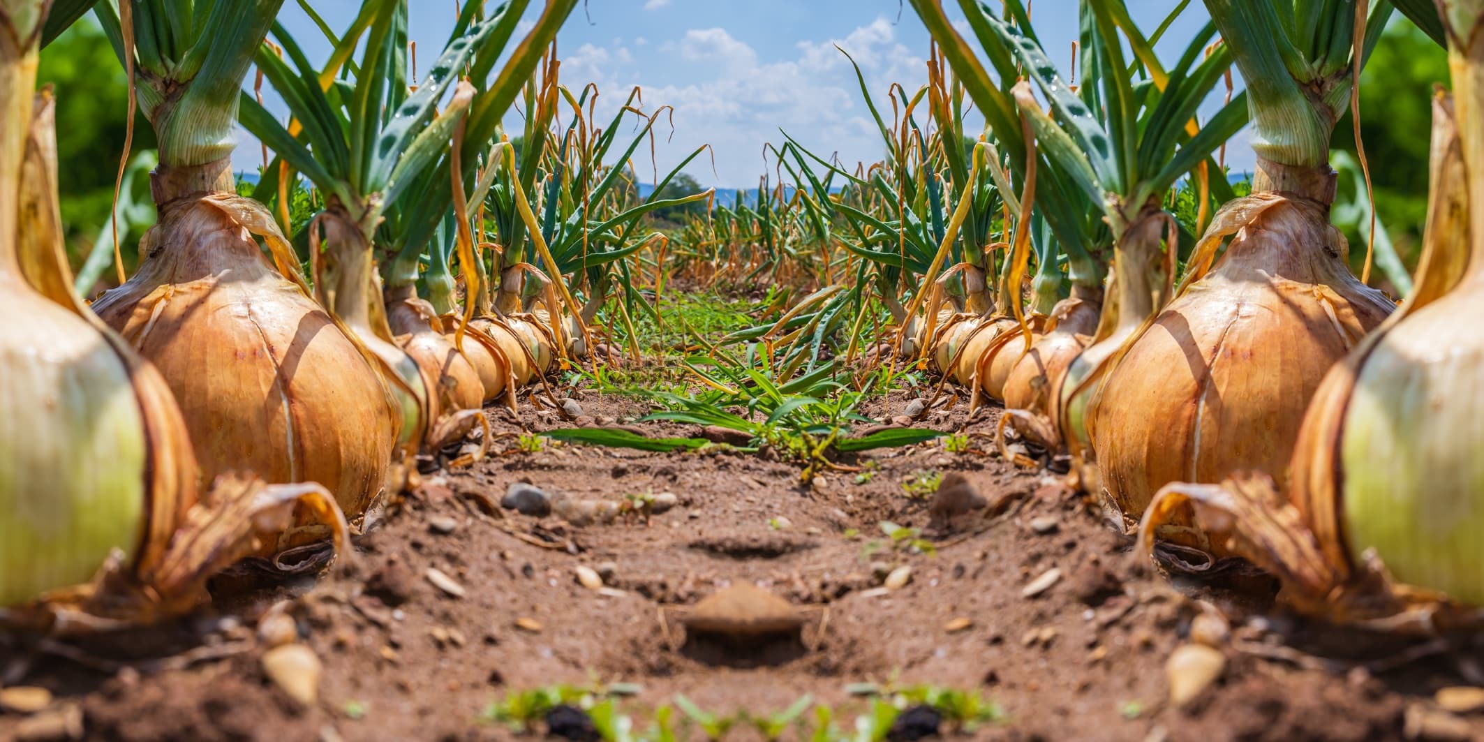 rows of onion plants in a field ready for harvest