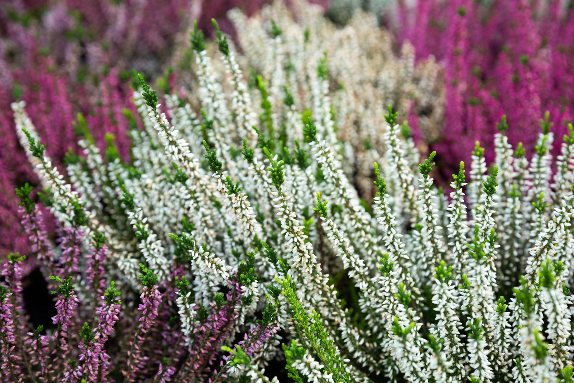 green, purple and white flowering heather shrubs growing outside