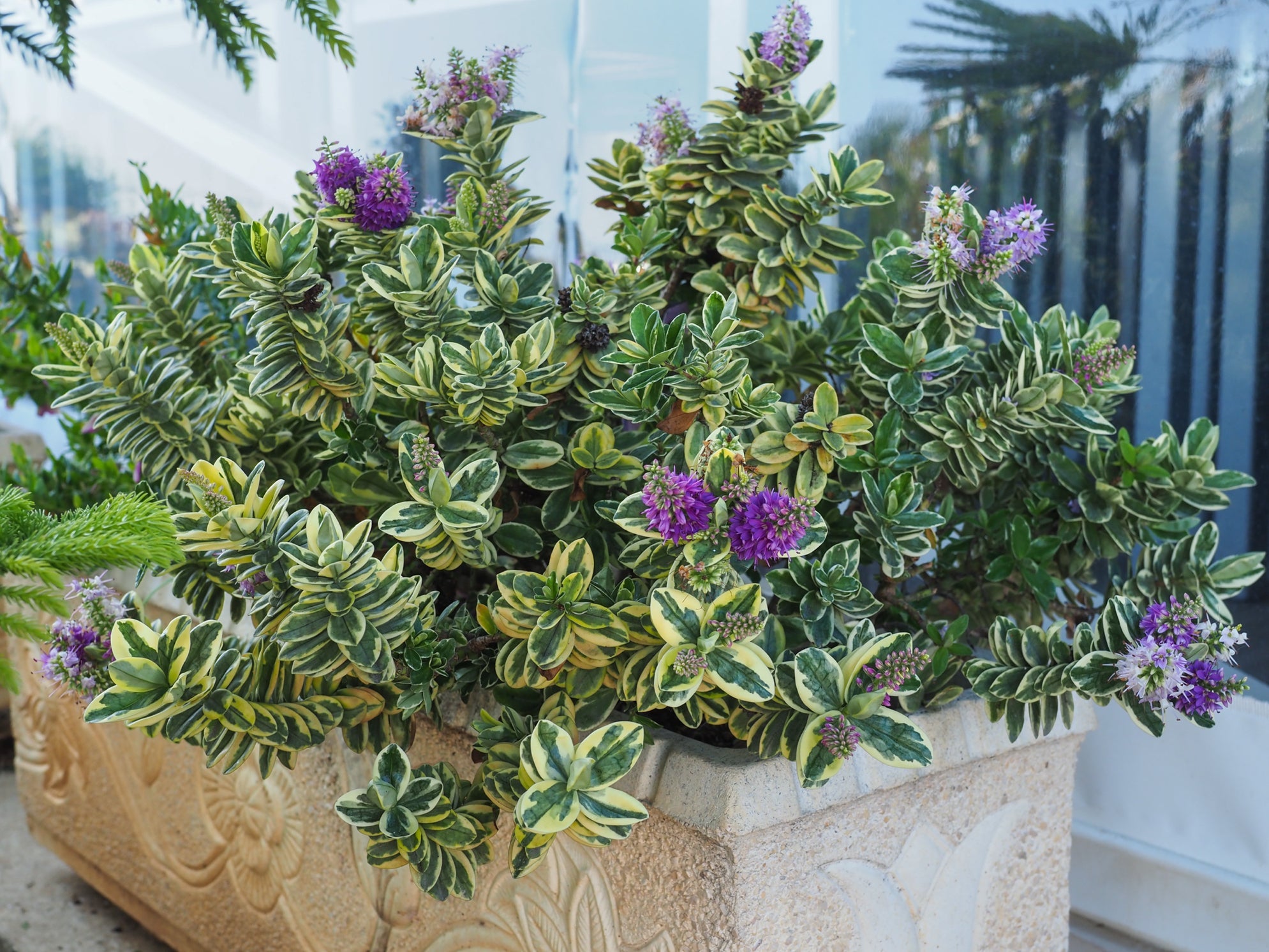 hebe shrub with purple flowers growing outside in a container