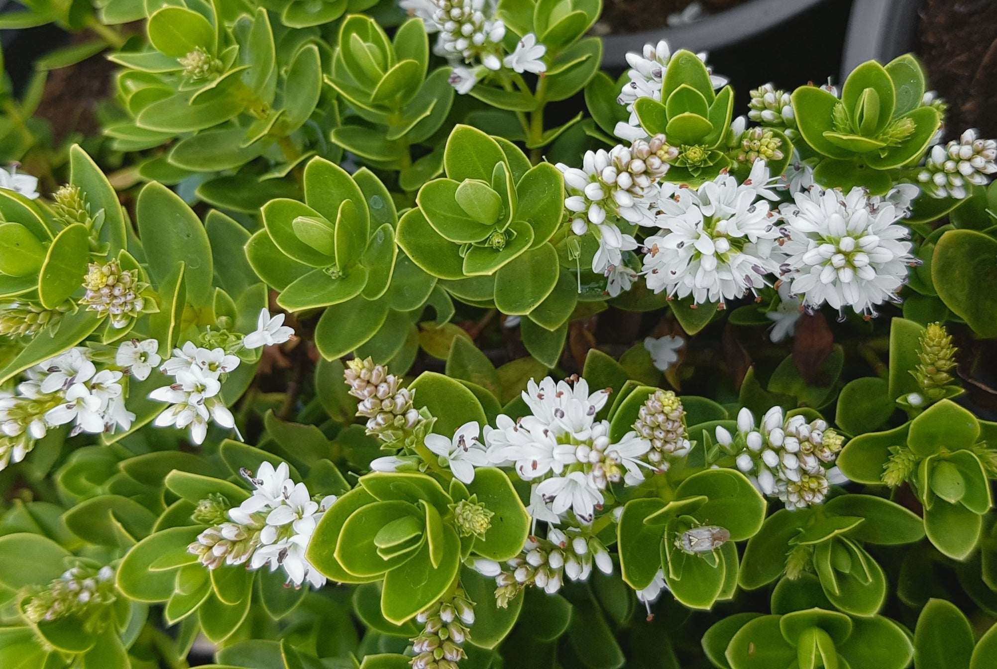 white flowering hebe shrub growing outdoors